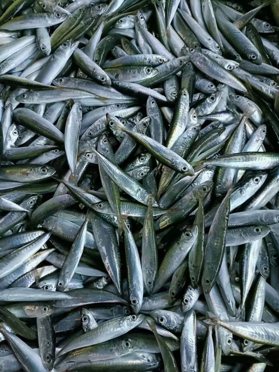 海南本地灯光鱼 灯光鱼季节,卖灯光鱼,不过灯光鱼有三种,一种是花交