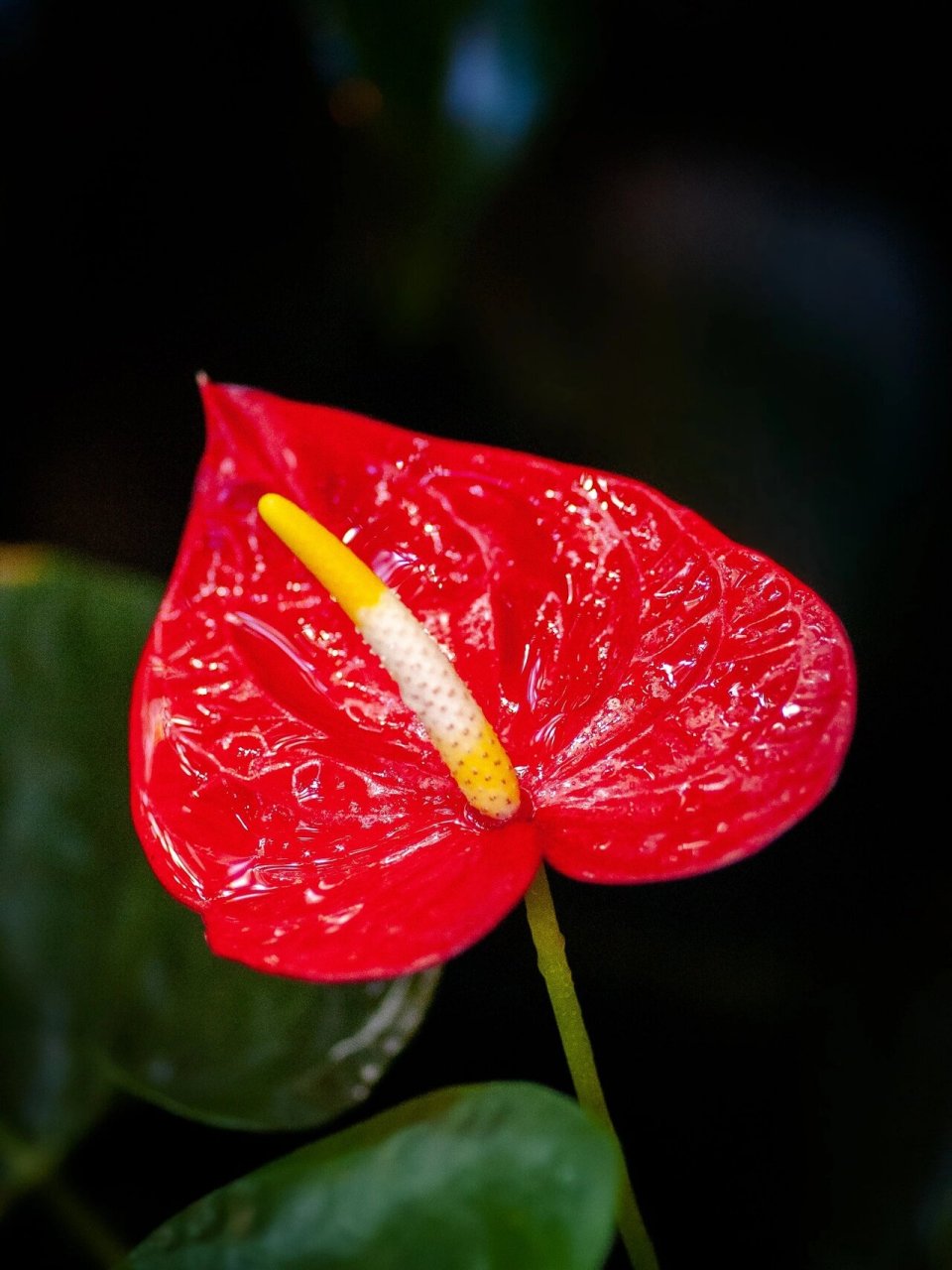 红掌花,也称为火烈鸟花,呈醒目的深红色,红掌植物在许多家庭中都很受