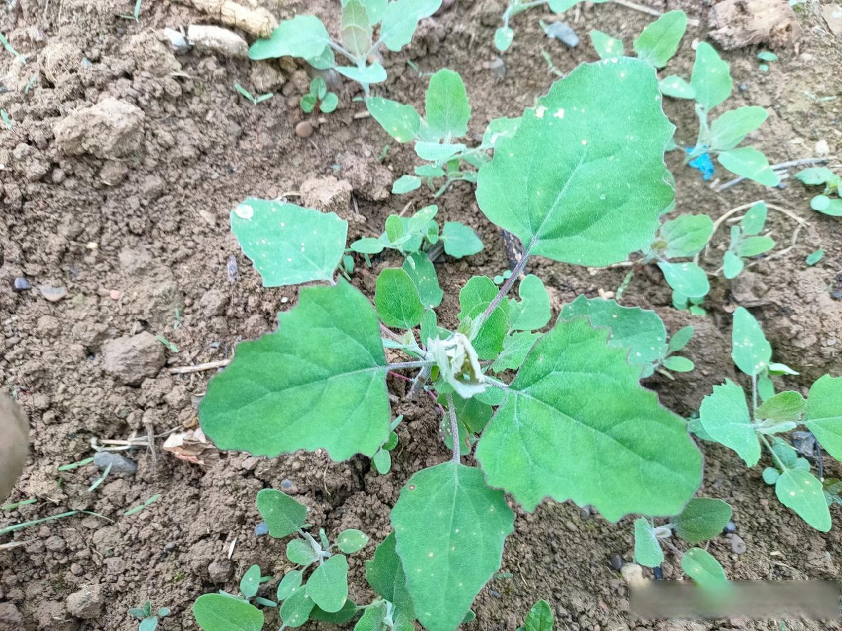 首先,将灰灰菜用清水彻底洗干净,然后,用锅先爆香葱姜蒜,加入灰灰 