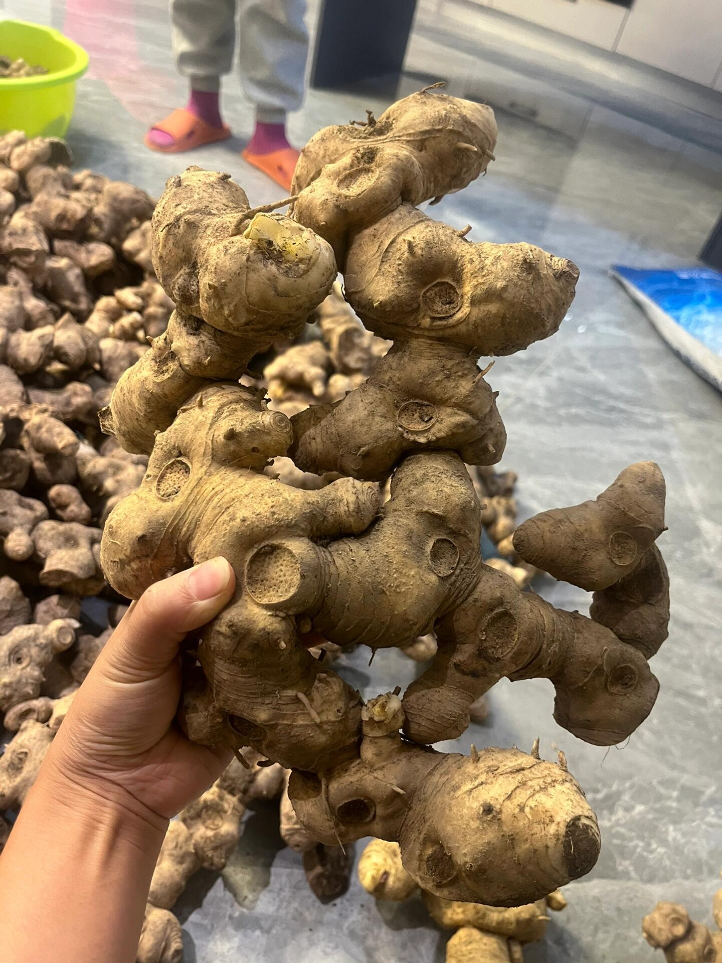新鲜黄精如你所见