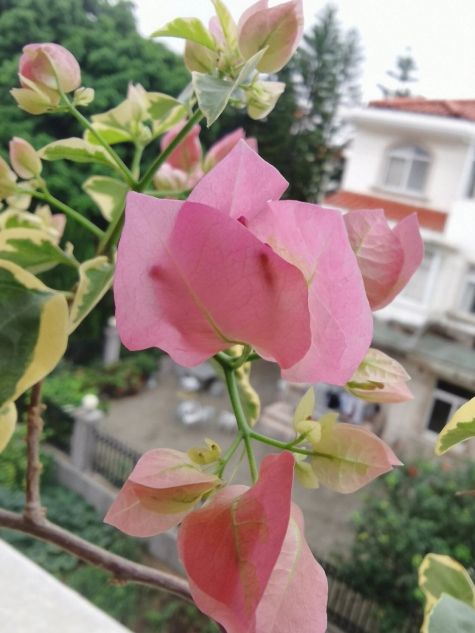 不像某些其他三角梅那样花朵容易皱,早期不上色,晚期颜色显旧.