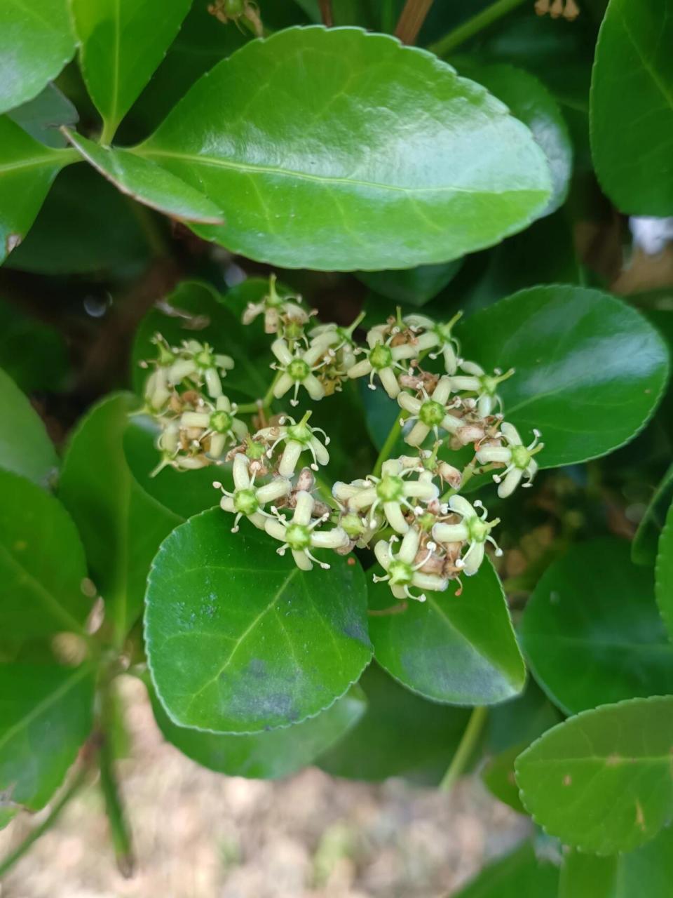 北海道黄杨开花图片