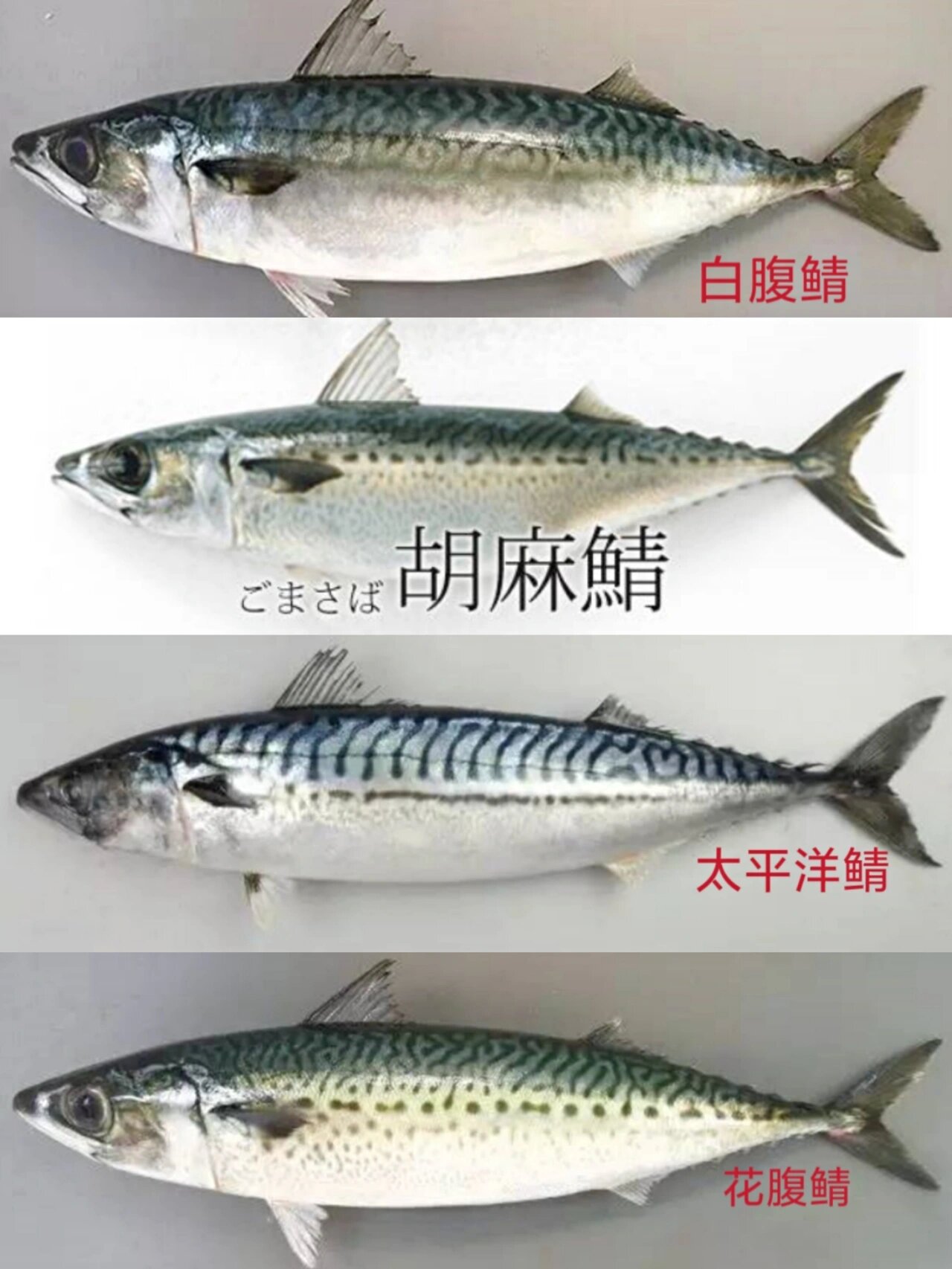 鲭鱼有很多种类,大西洋鲭,花腹鲭,科利鲭,白腹鲭,印度鲭等,其中出现在