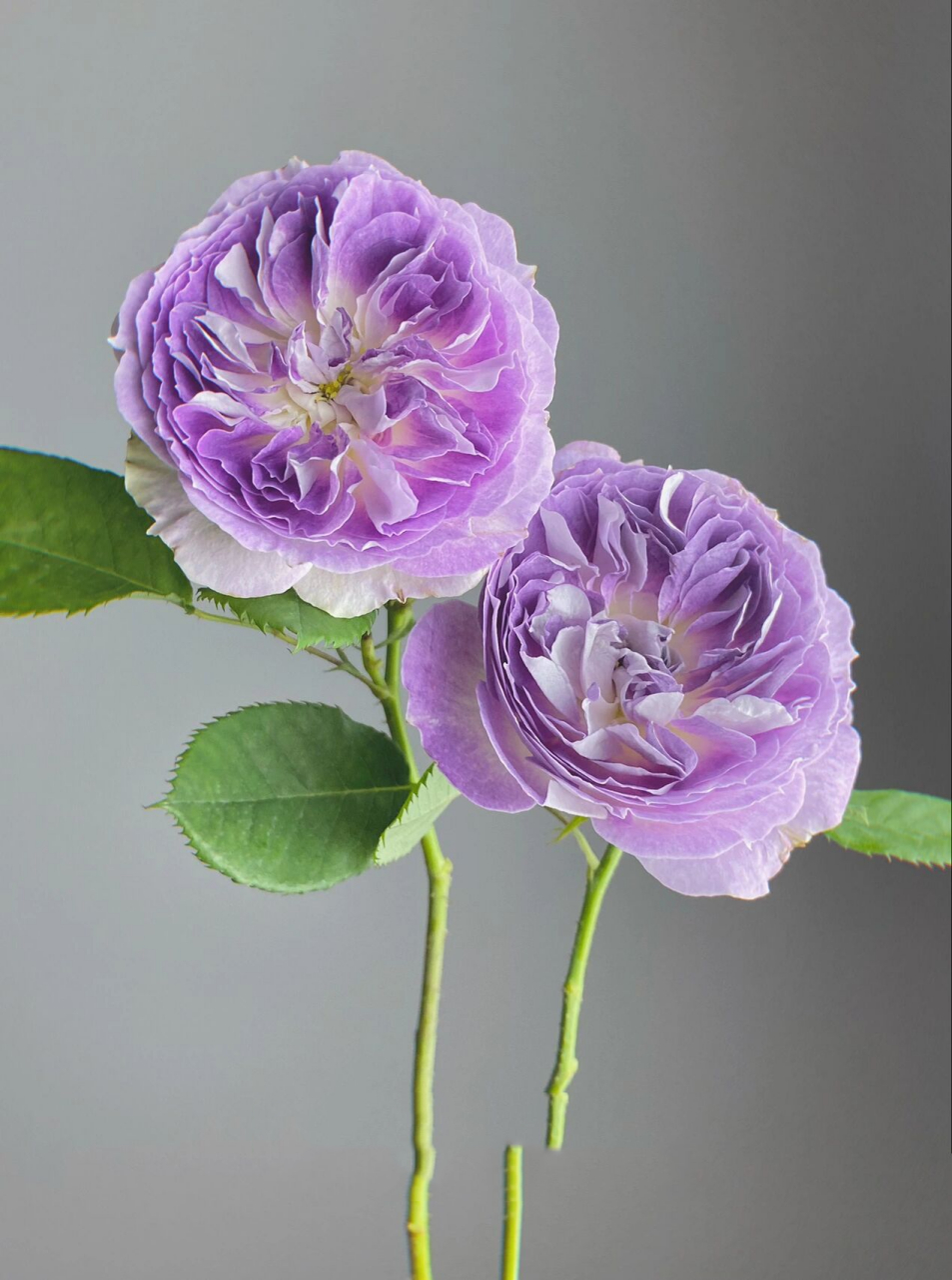 月季·蓝月石 嘿嘿,终于到我拥有蓝月石了! 	 不得不说,颜值真的超高!