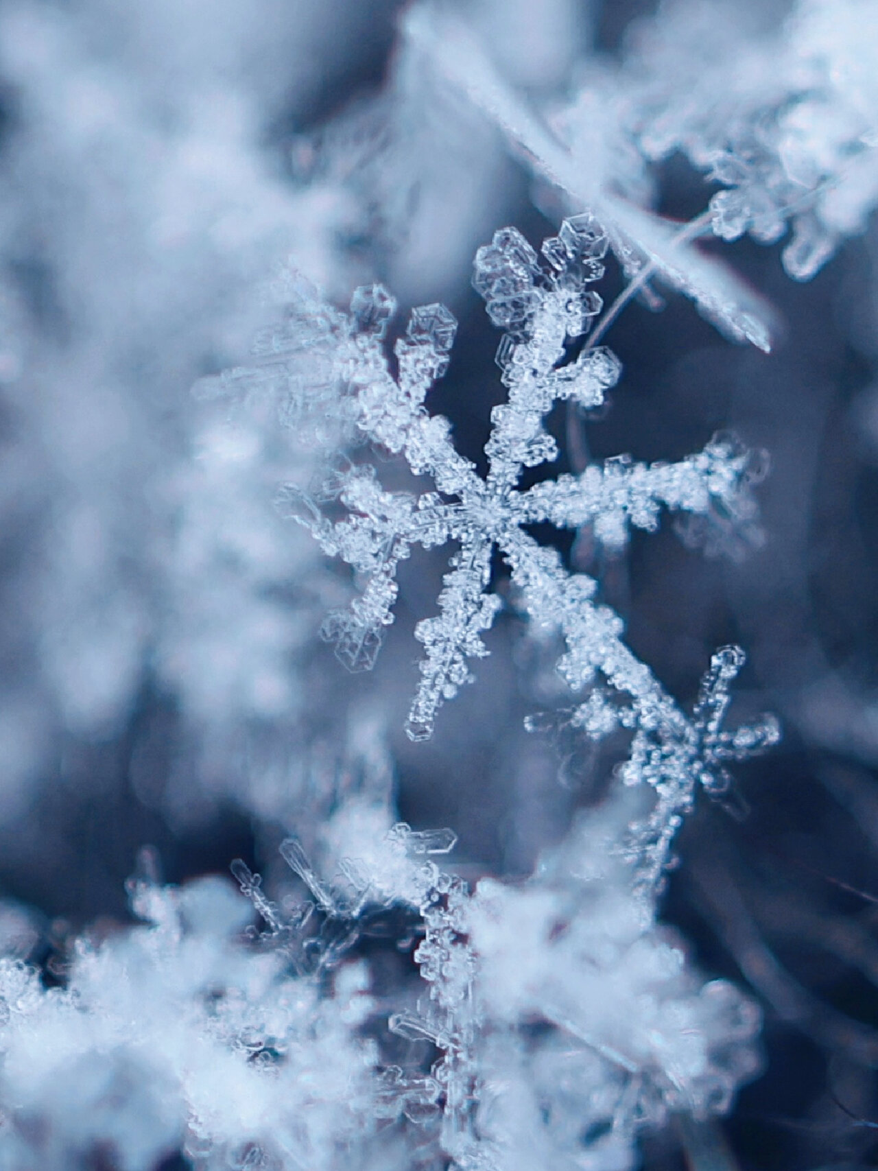 雪花微距图片