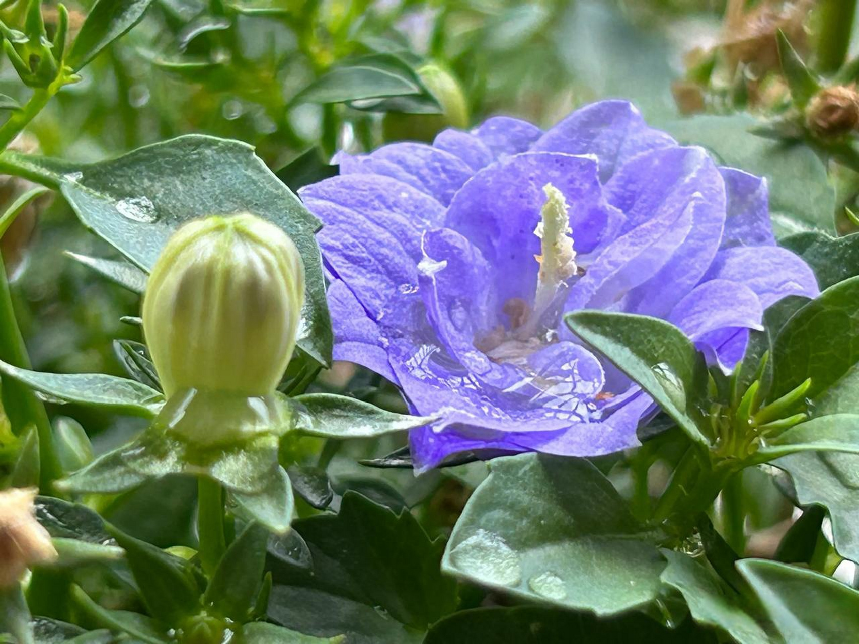 丹麦风铃花好养吗图片