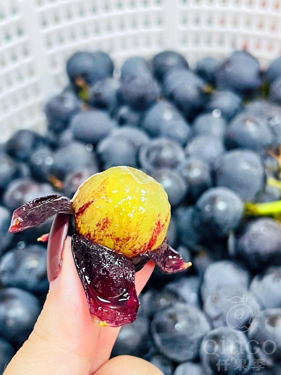 9492中国福安巨峰葡萄99 福安巨峰葡萄99 颗颗圆润饱满,满满