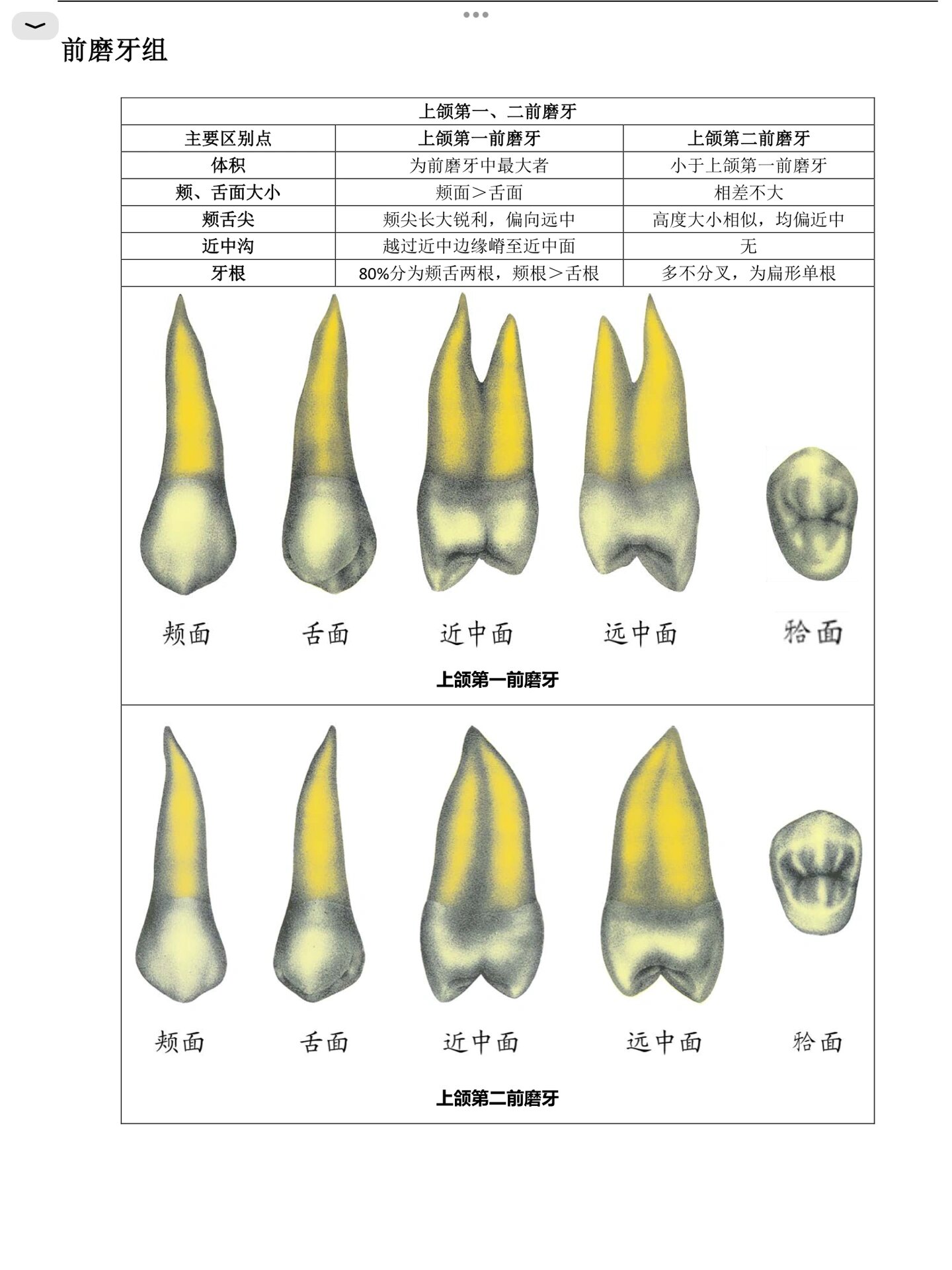 口解?|恒牙牙体外形