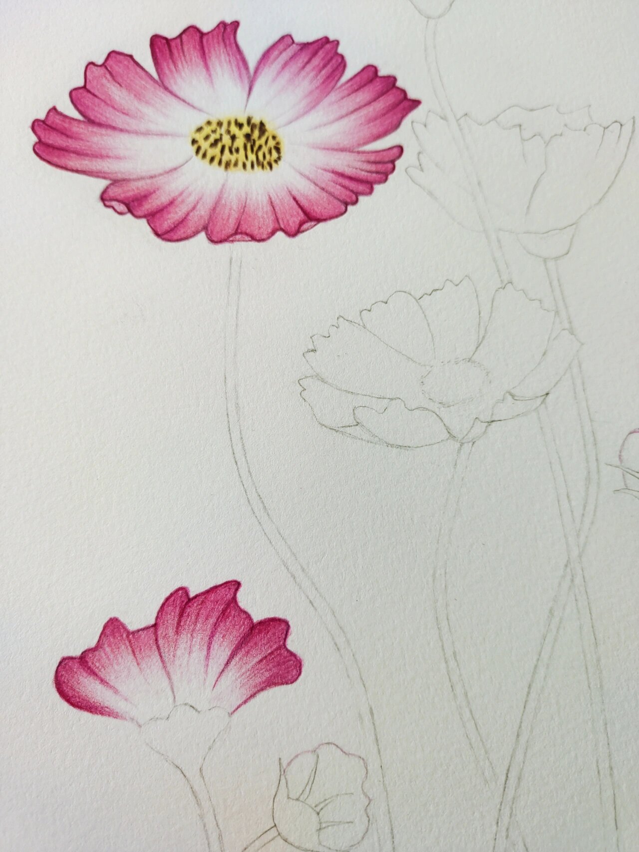 彩铅画|格桑花开