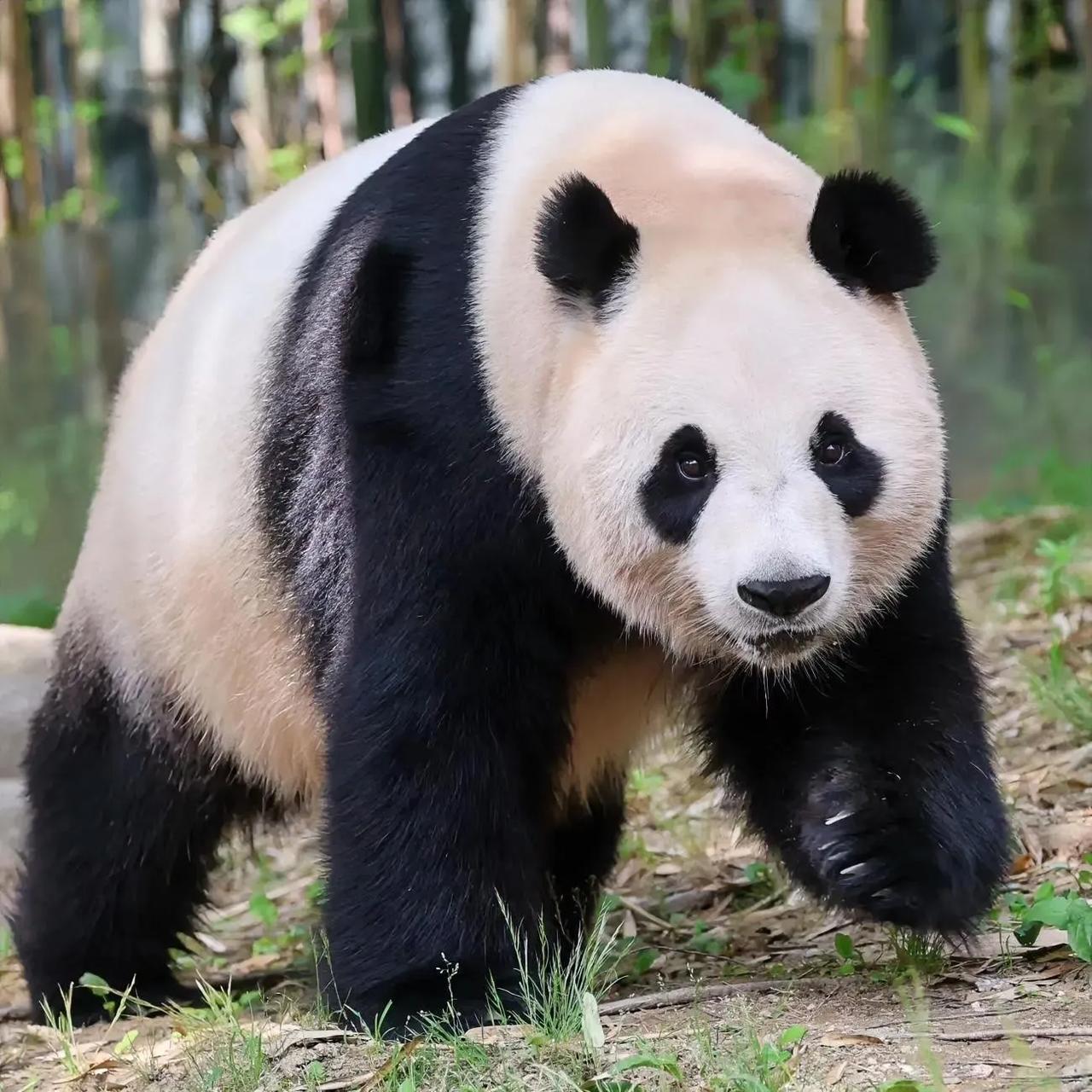 饲养员姜爷爷说,大熊猫爱宝下周不用出外场,福宝上全天班.爱宝这是怎