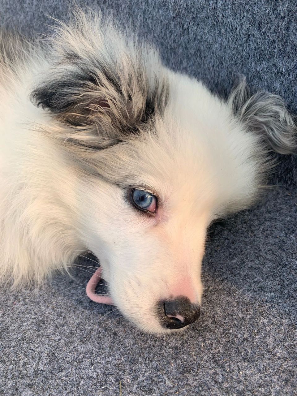 这是全网最美纯欲异瞳陨石边牧没人反驳吧 边牧 陨石边牧 纯欲风 我家