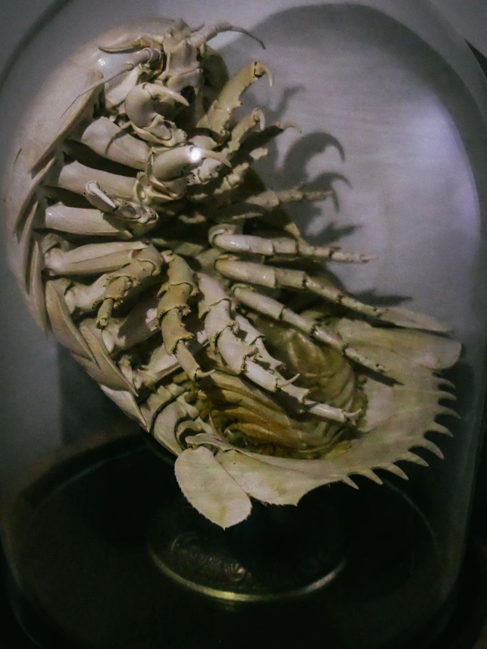 大王具足虫标本 重新用相机拍一下