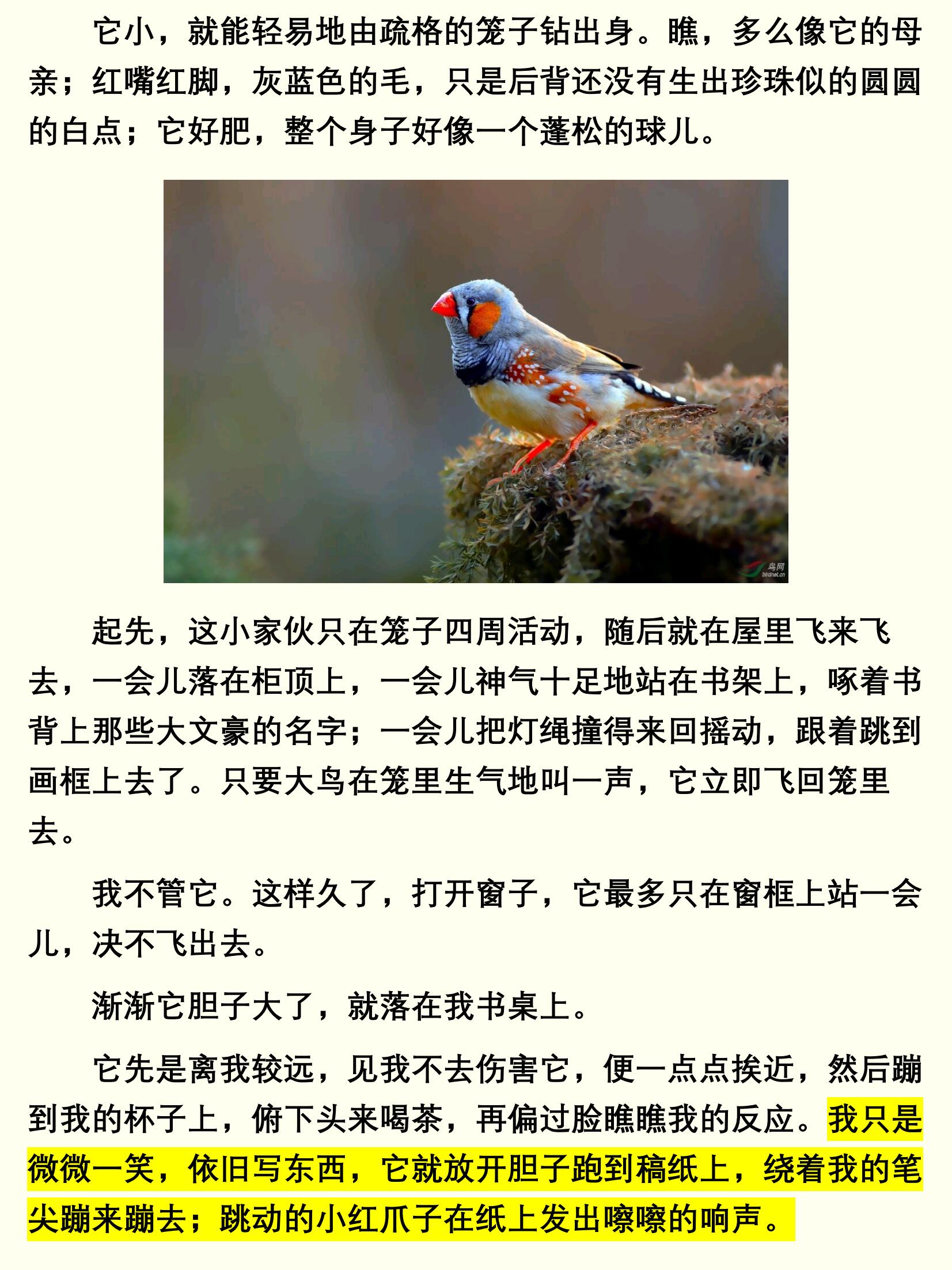 《珍珠鸟》冯骥才