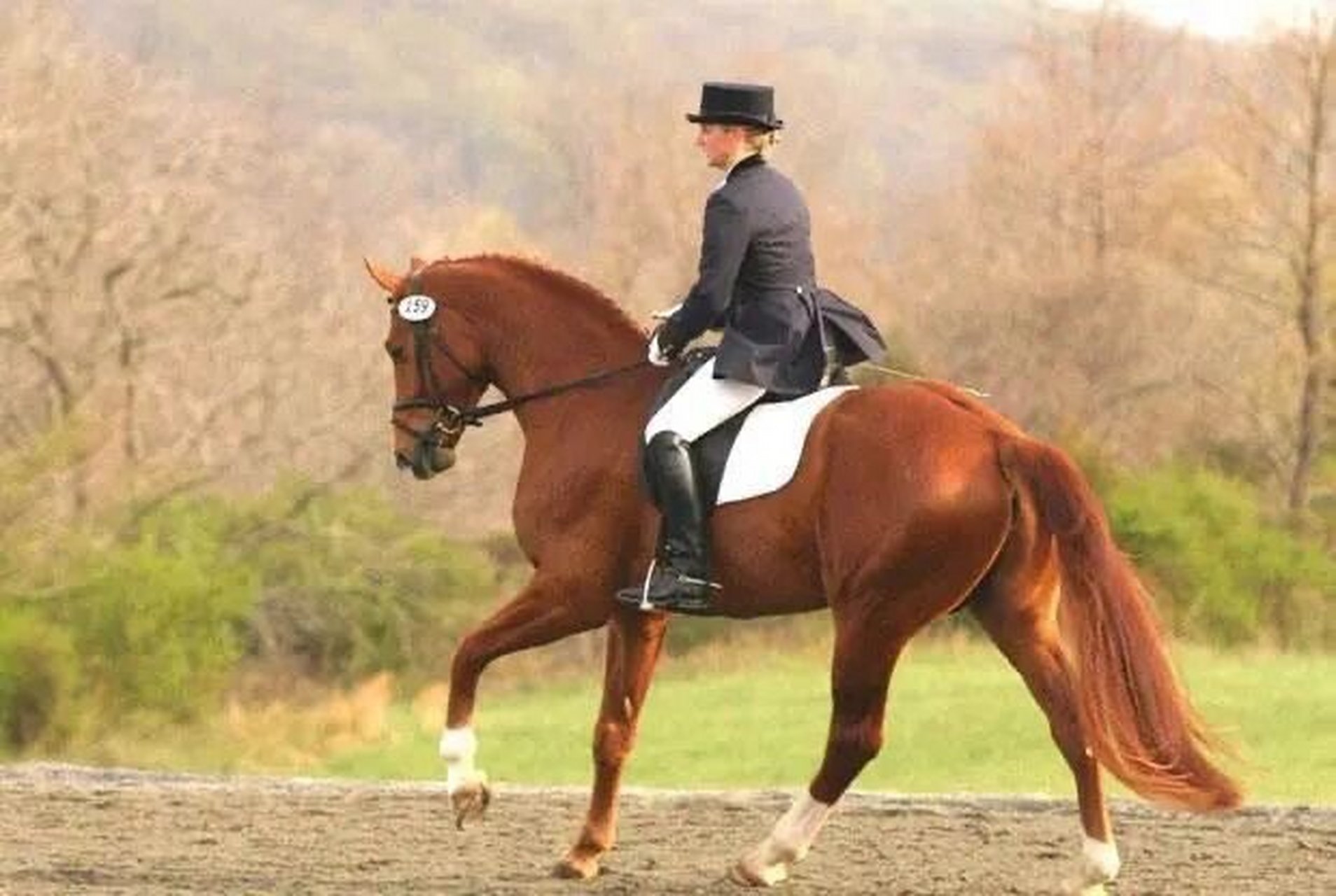 "名马赏析"雄伟自信的全能手——汉诺威温血马 汉诺威马是彻底的德国