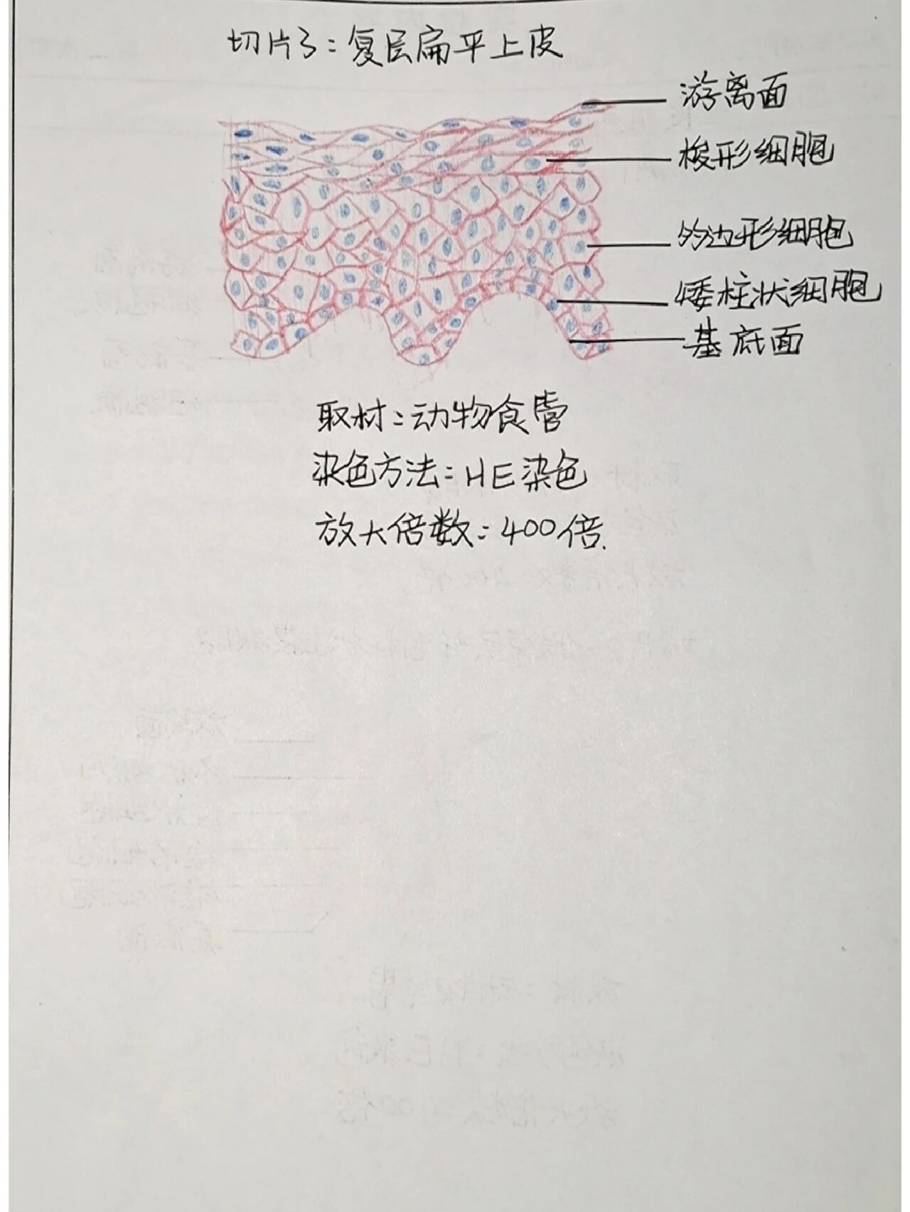 上皮组织手绘图片