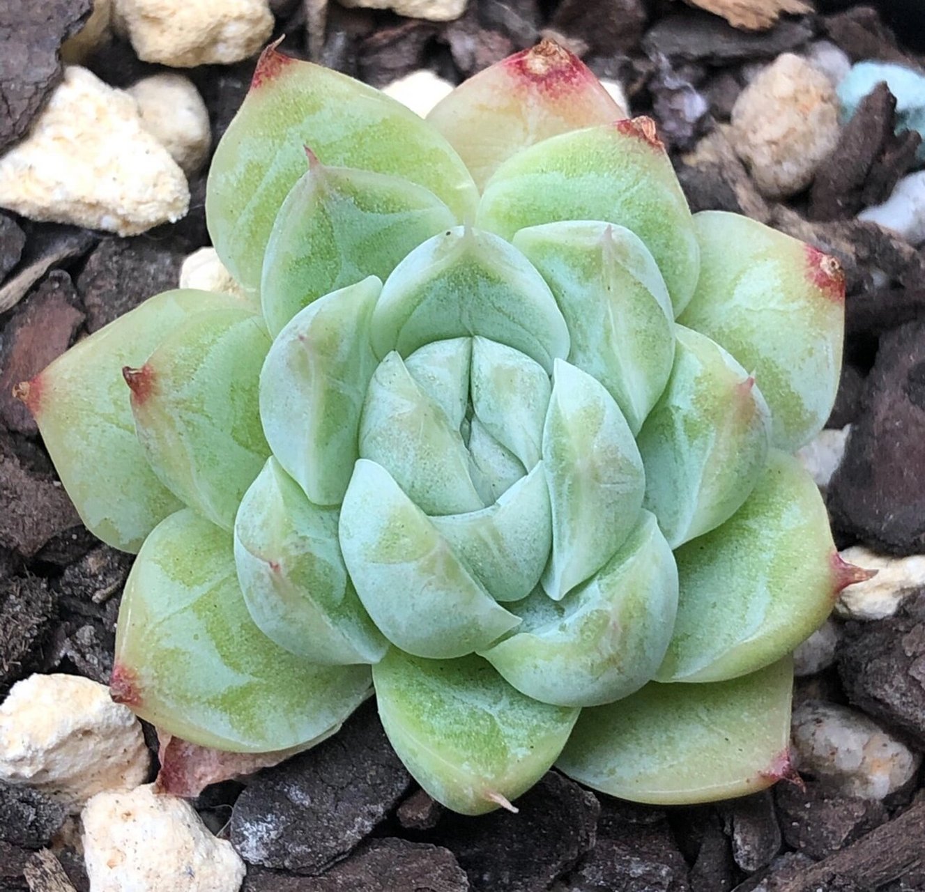 100颗麦杆就有100种不同的美06 多肉的魅力可能往往展现在个体的