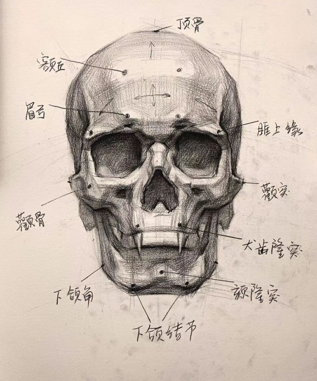 头像基础头骨知识详解 要61好画69素描头像,首61要先69掌握好
