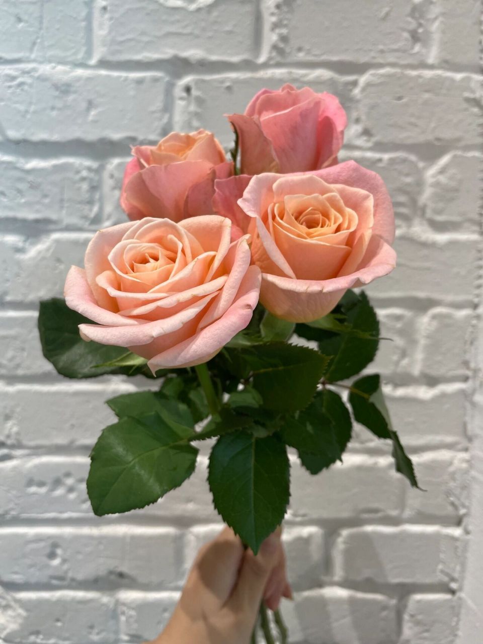 每日识花——朱朱小姐玫瑰 朱朱小姐是一种自带香味的玫瑰,花瓣的外层