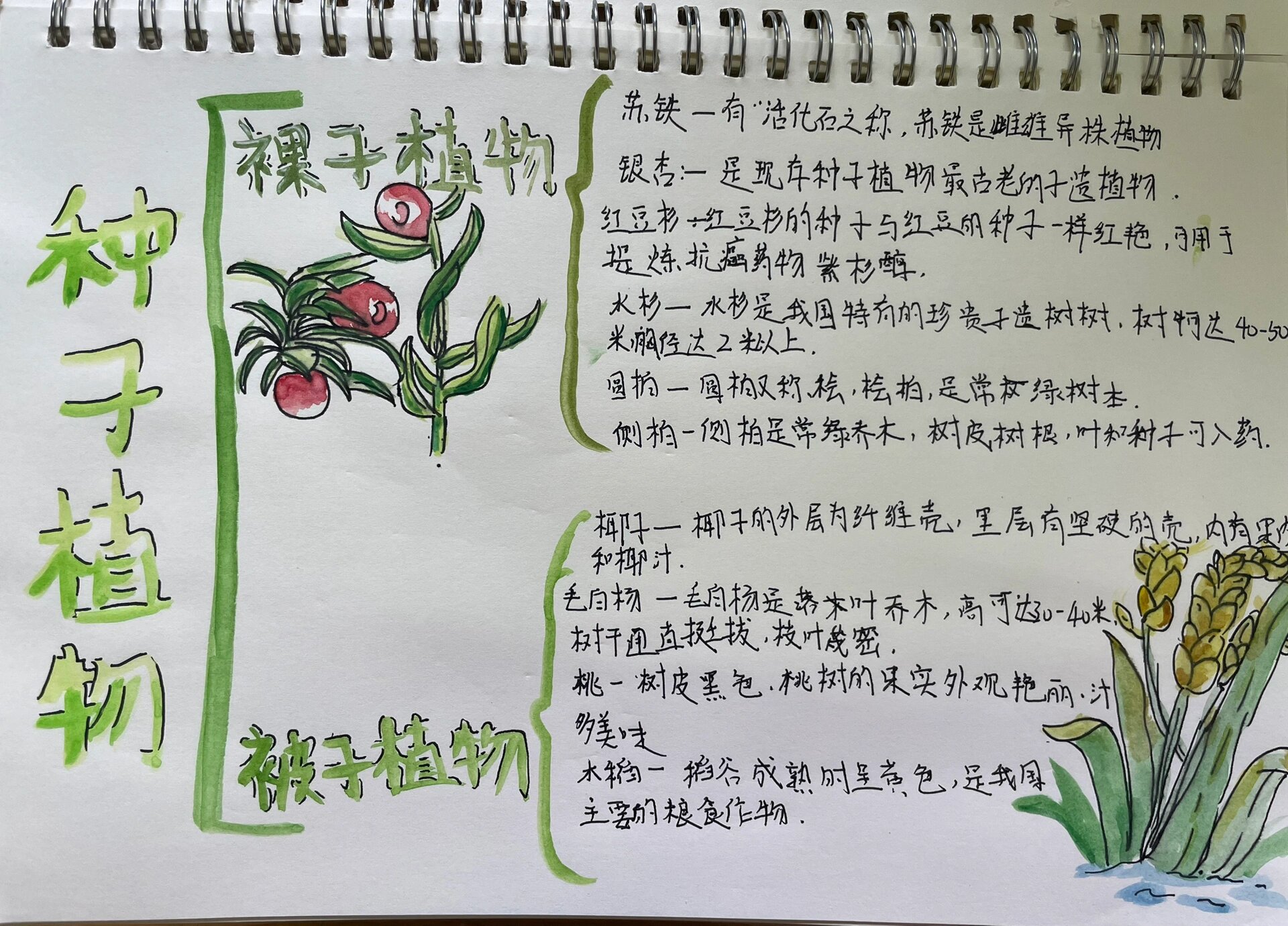 裸子/种子植物思维导图