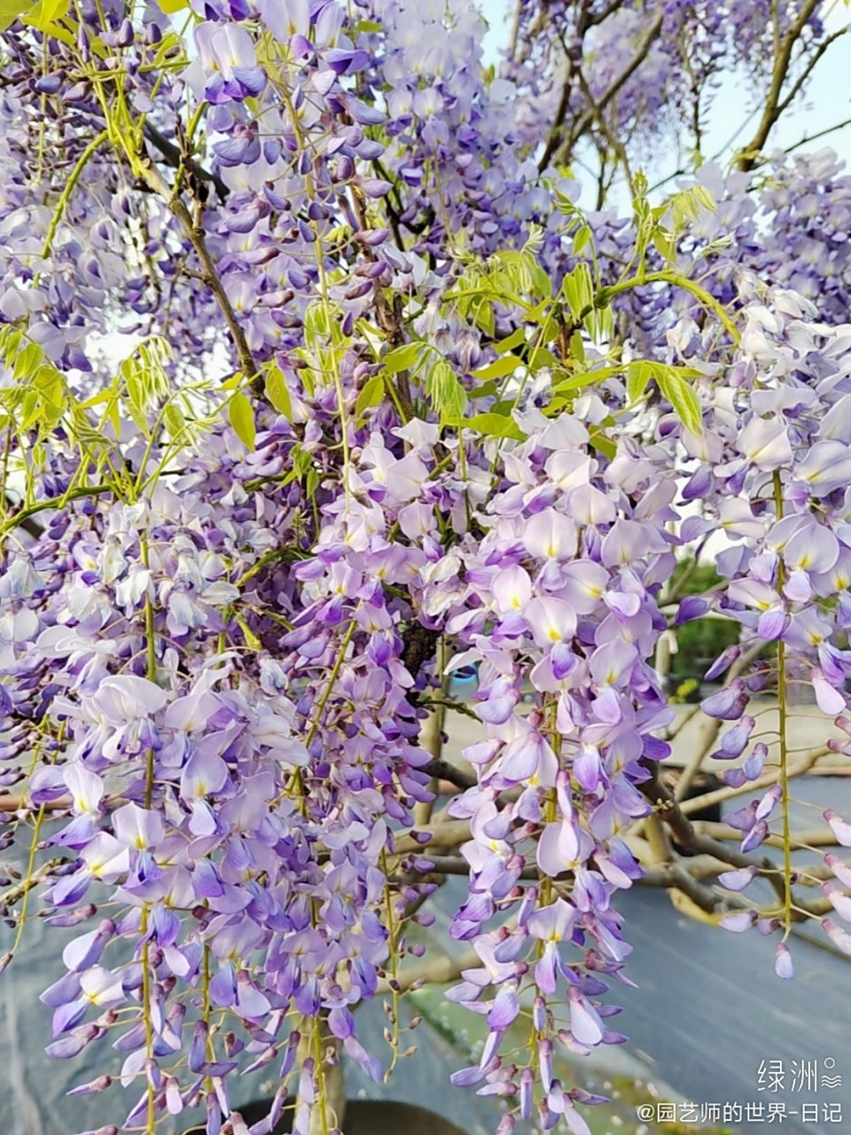 蓝梦紫藤花 又到了紫藤花开的时期,苗圃里有几款盛开的长穗紫藤花品种