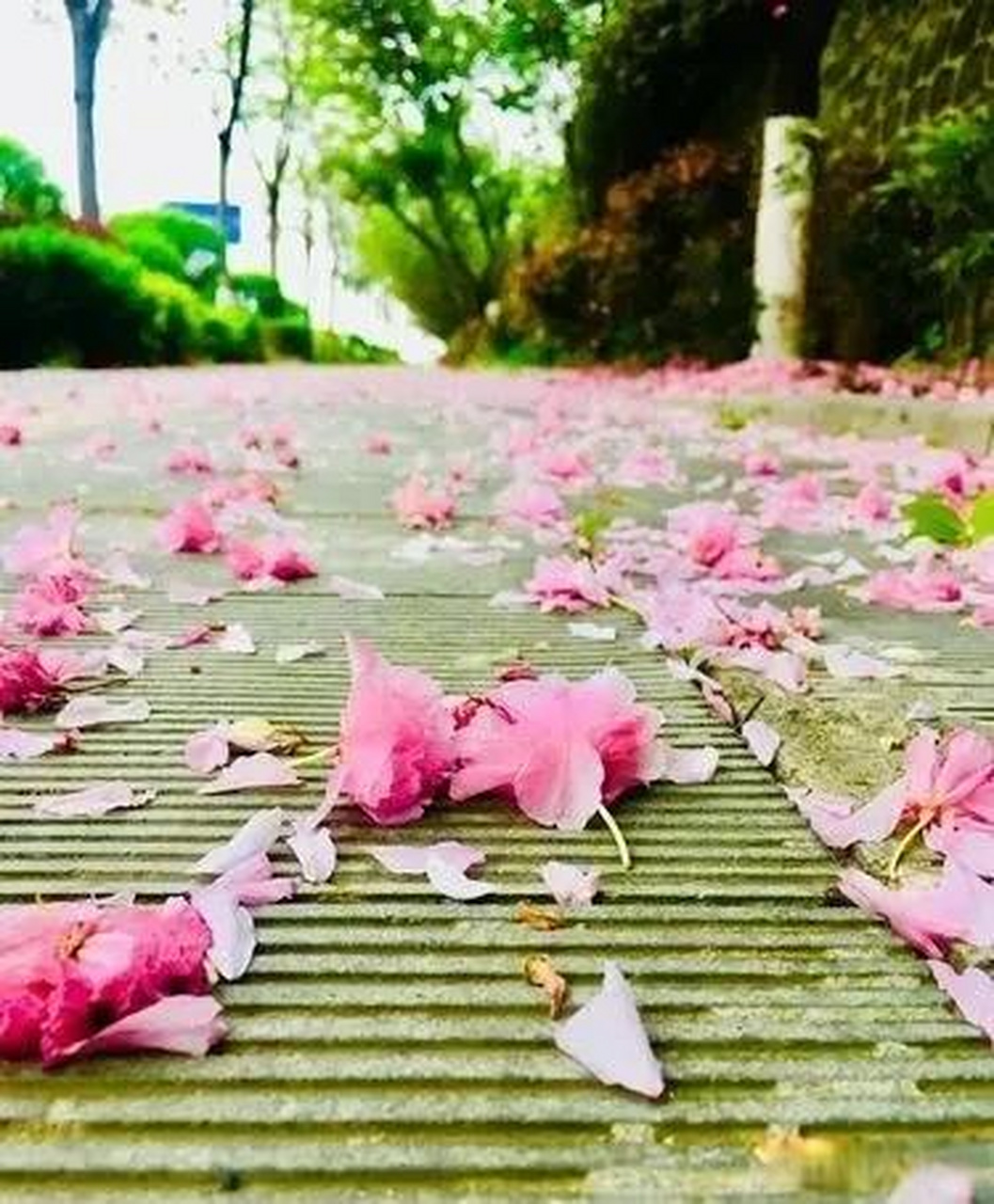 云卷云舒听天籁,你对下联  我的下联:花开花落享人生.