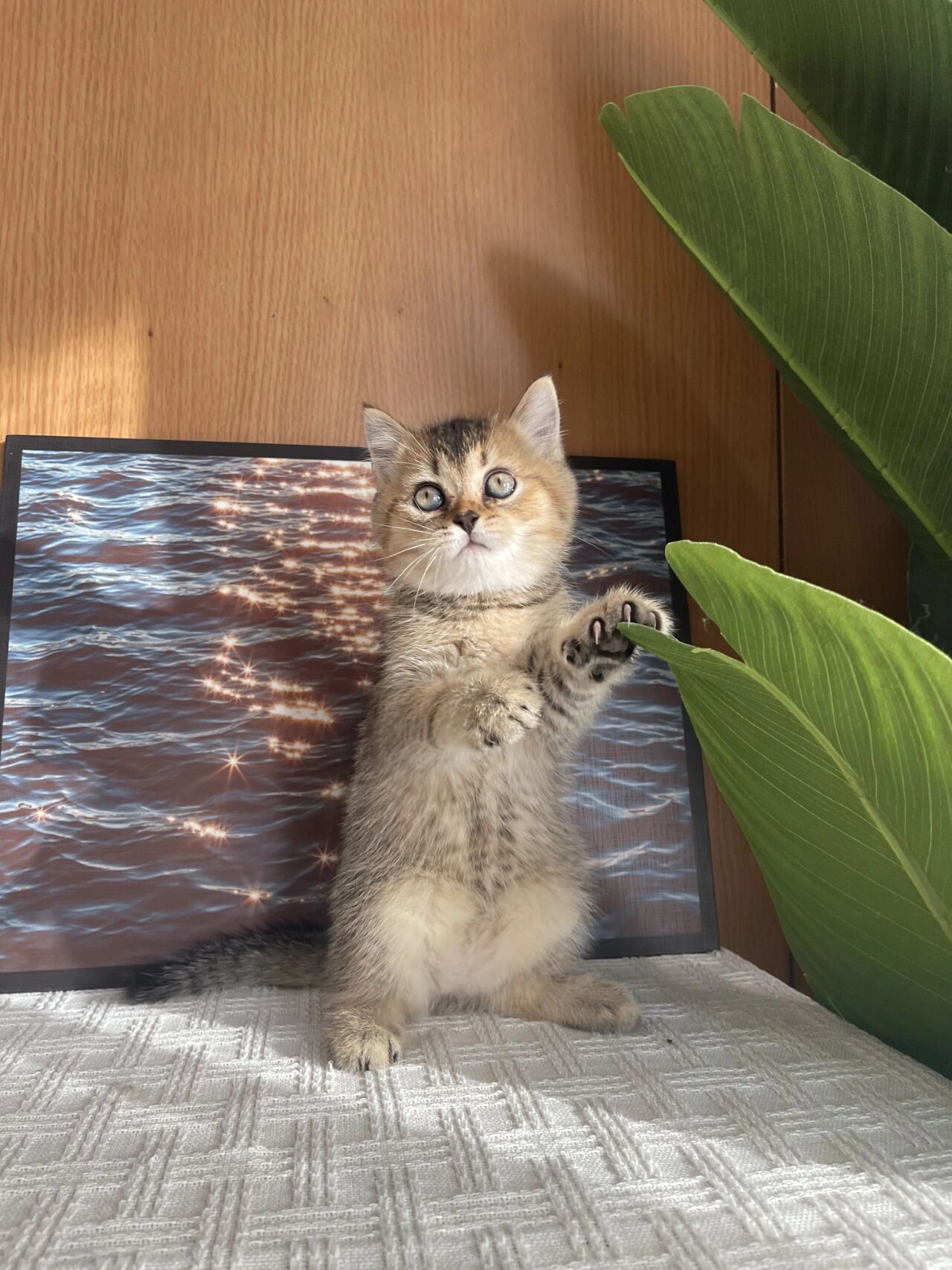 金虎斑(英短) 品种:金虎斑(英短) 色号:虎斑 性别:妹妹 年龄:2个月