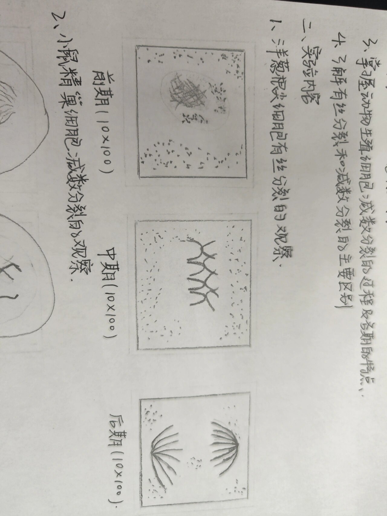 洋葱根尖细胞有丝分裂和小鼠精巢细胞减数分