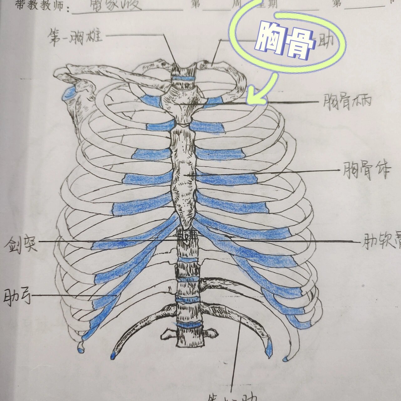 人体解剖图  手绘