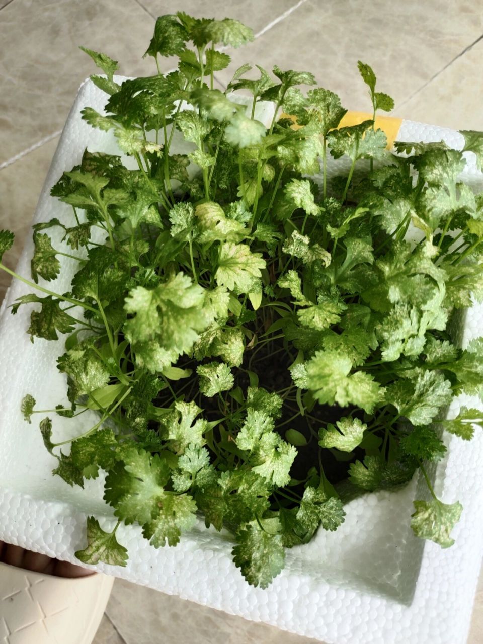 请问香菜有白斑怎么办?