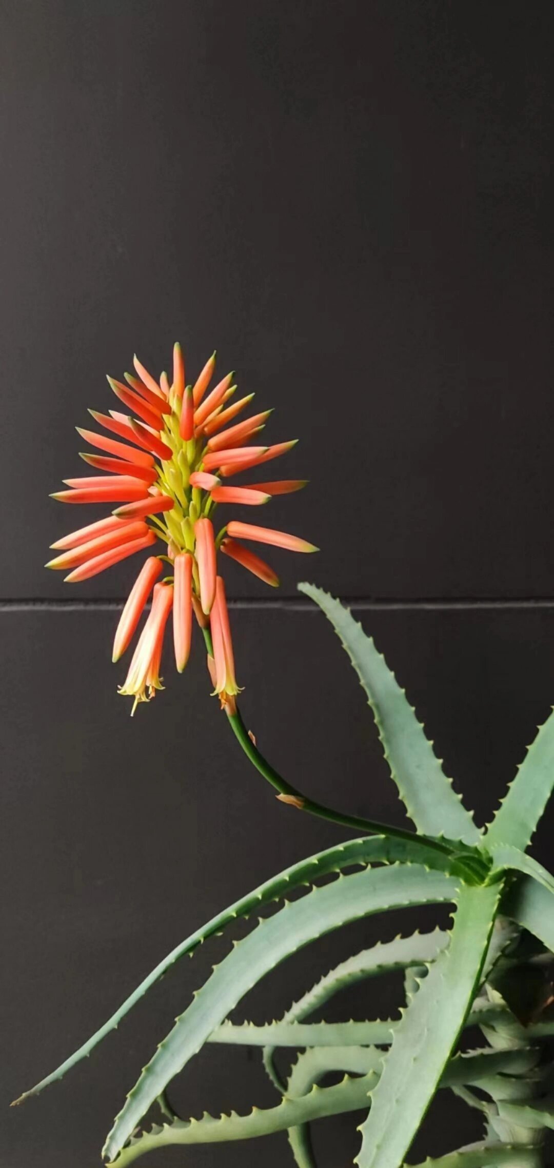 芦荟的十大品种之中国芦荟