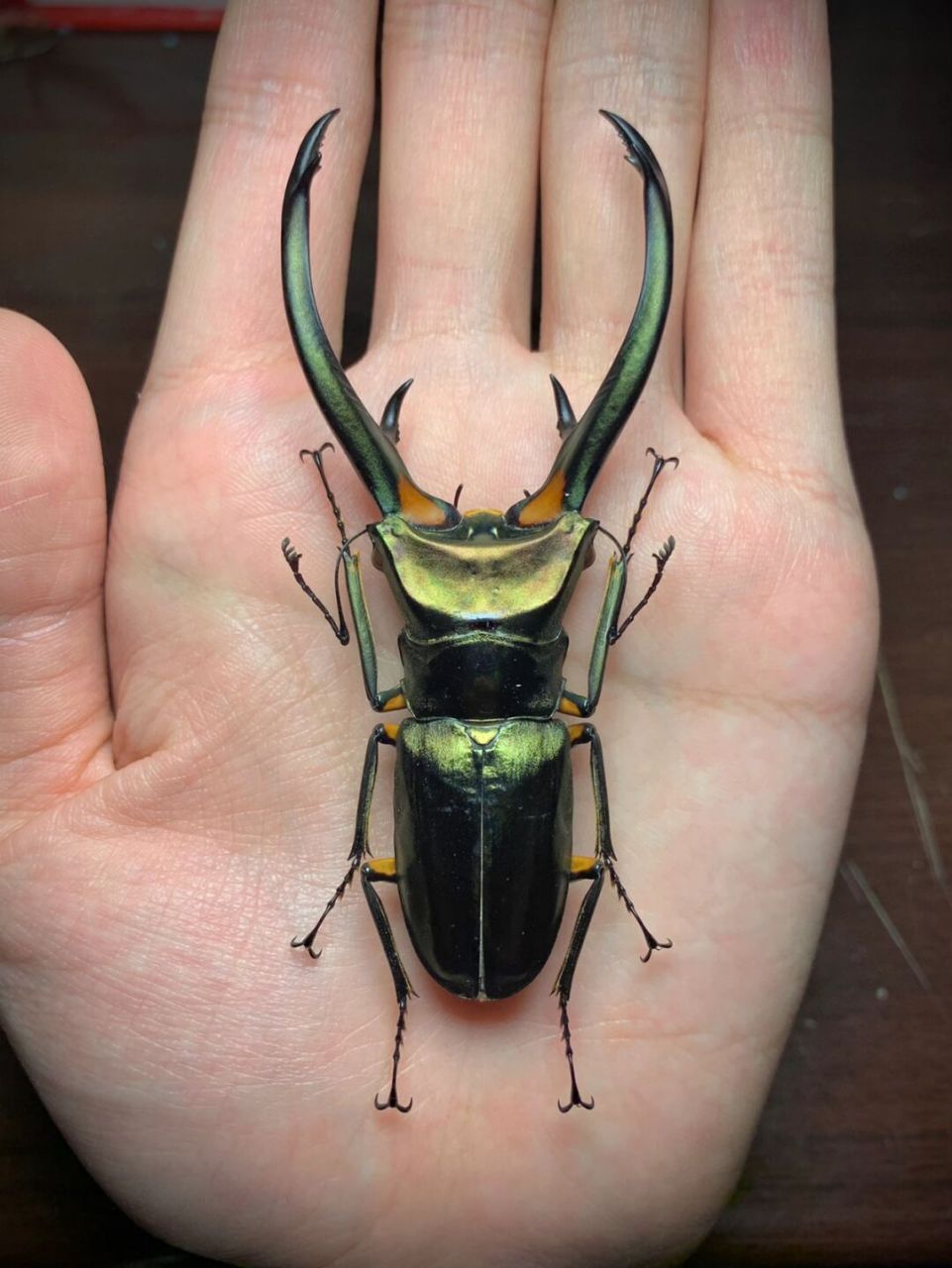 细身赤锹甲 cyclommatus elaphus 红鹿细身赤锹 细身赤锹属的最大品种