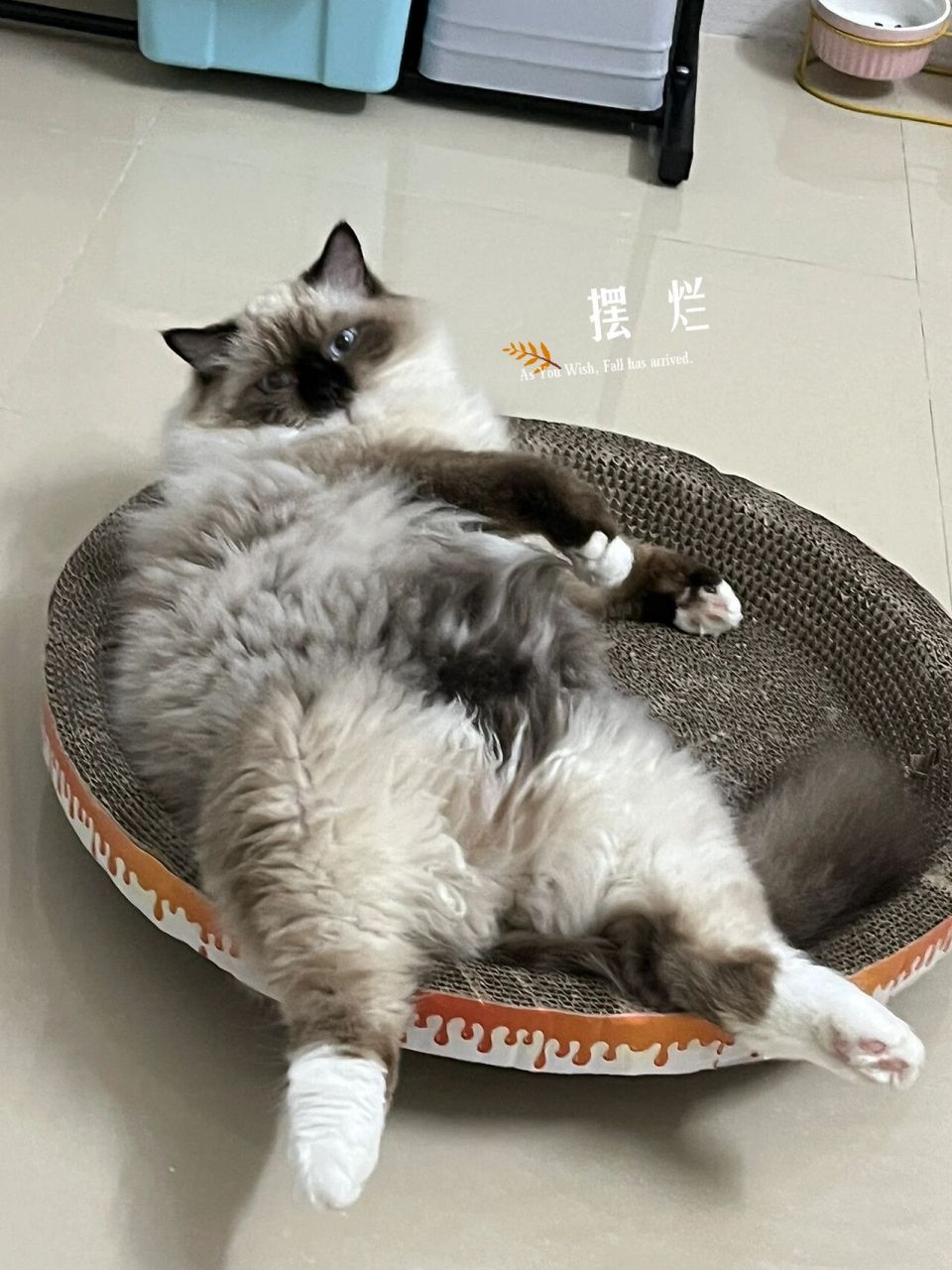 今天又被人说这是长毛暹罗猫?