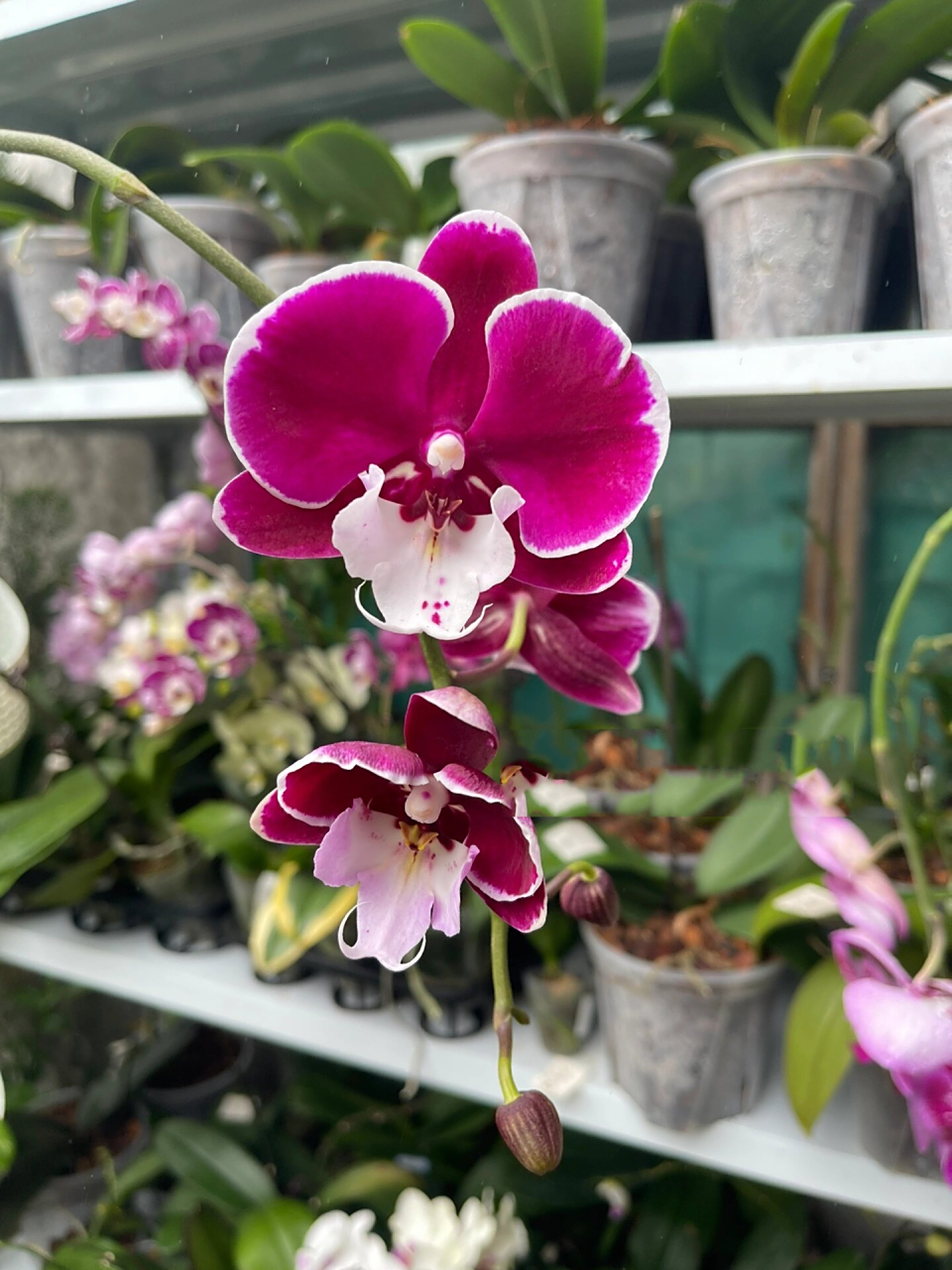 山姆威尔(圣诞爷爷)蝴蝶兰 终于,开花了