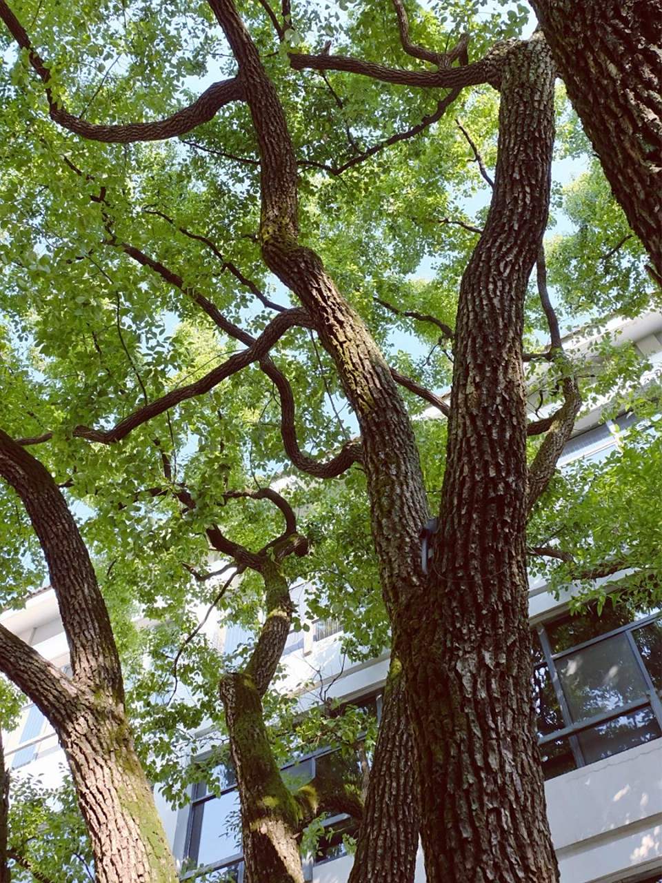 百年香樟树99 樟树又名香樟树,之所以得名,可能因为它的皮纵向龟裂