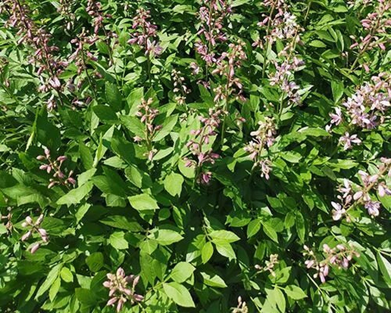 白鲜皮的功效与作用 清热燥湿,祛风止痒 白鲜皮为植物白鲜的根皮,常以