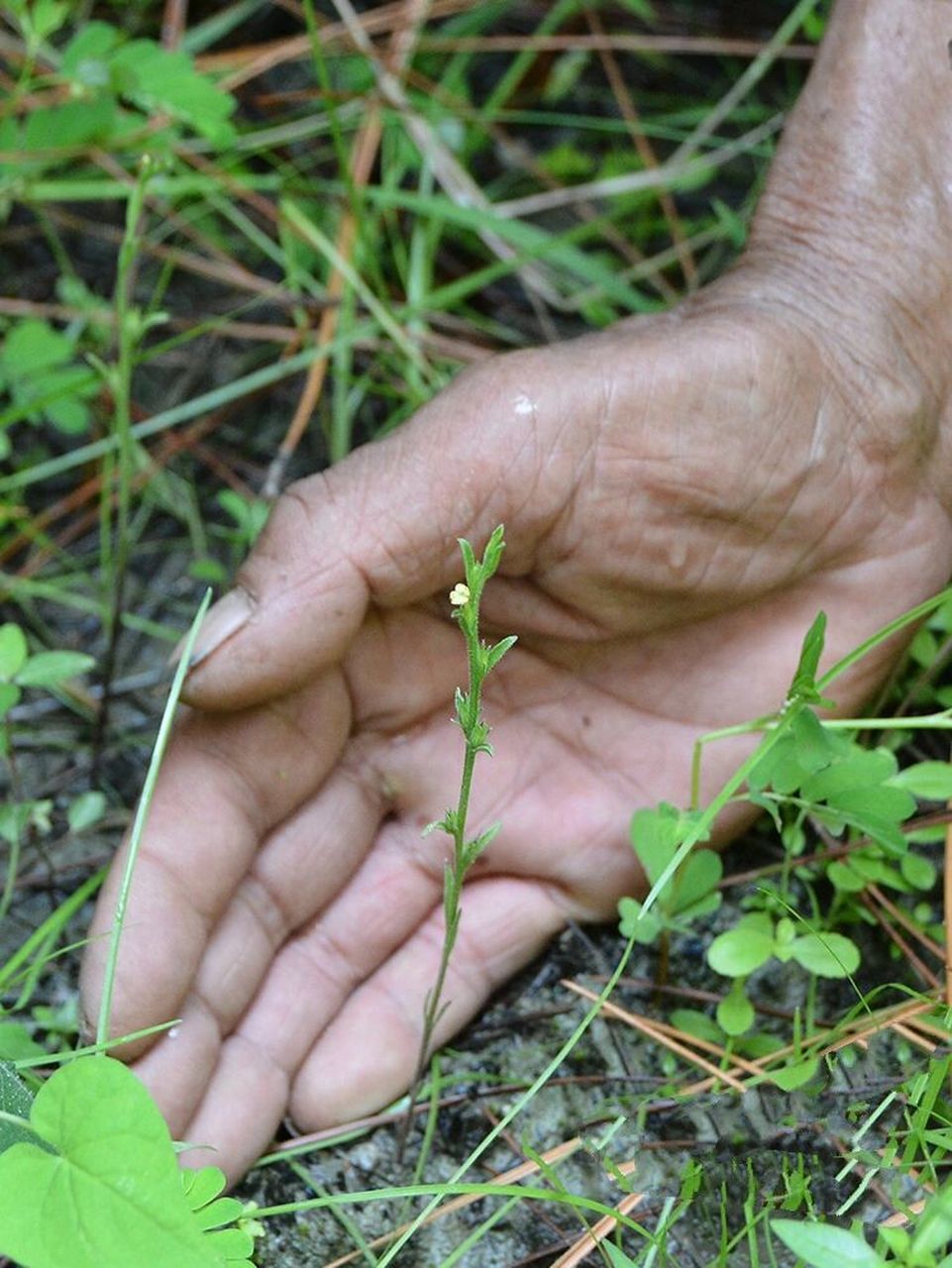 带大家见识一下新鲜的独脚金丫 农村土生土长的 也独脚金,现摘/干1块
