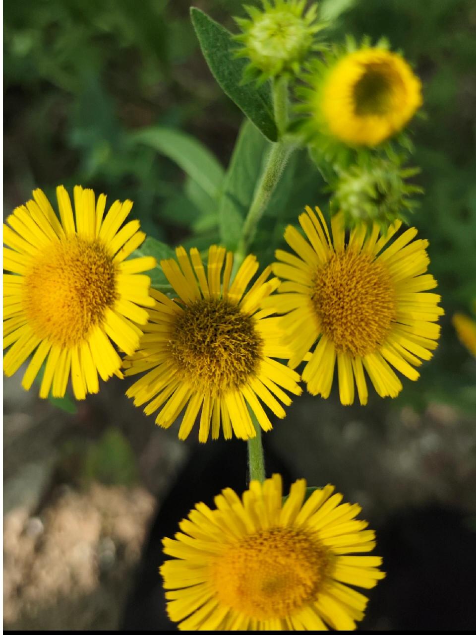 路边的金黄花可都认识? 拍几张乡村黄花,供大家分辨认识一下!