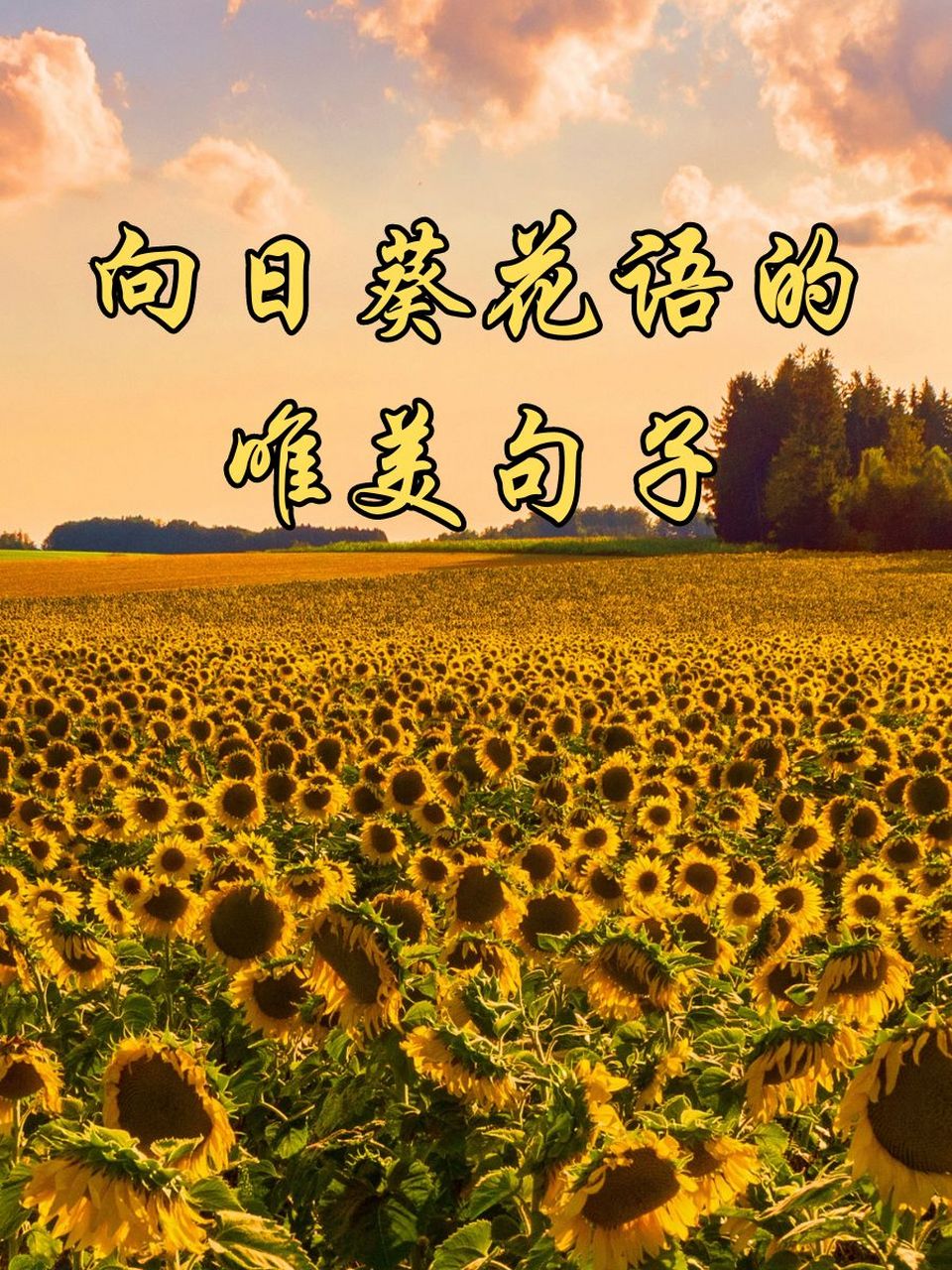 带文字的向日葵 花语图片