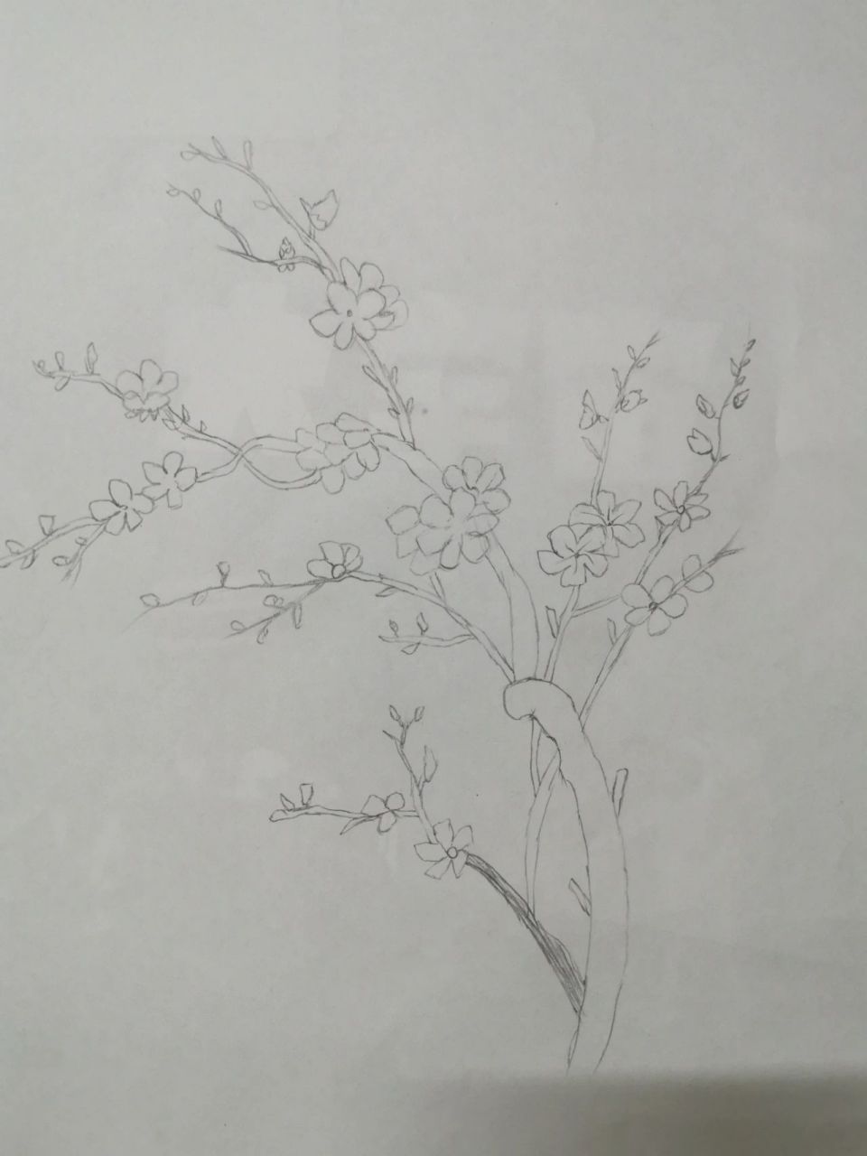 梅花树的画法 铅笔画图片
