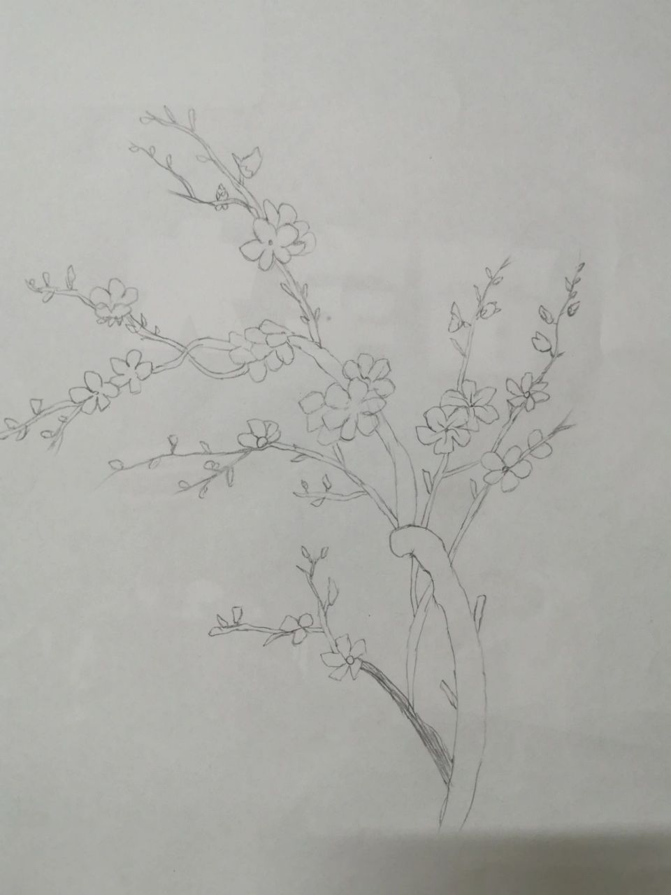 素描铅笔画～梅花 刷刷