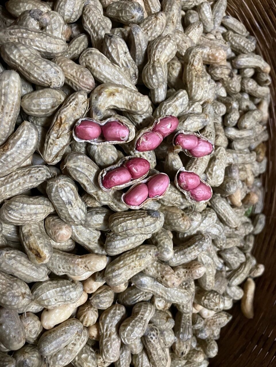 花生终于晒干啦 惊叹花生怎么长得那么优秀,每棵都是果实累累,沉甸甸