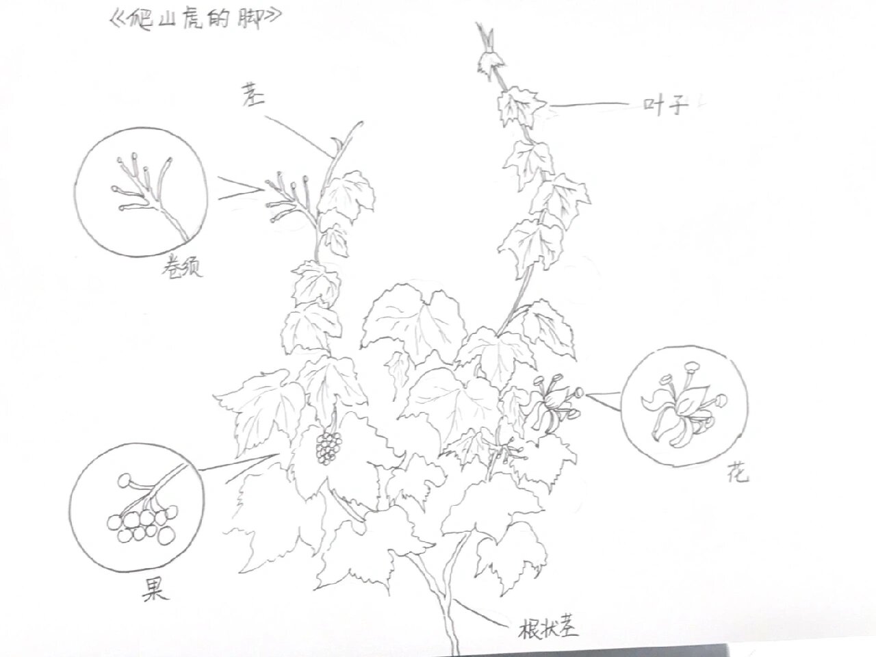 爬山虎怎么画简笔画图片