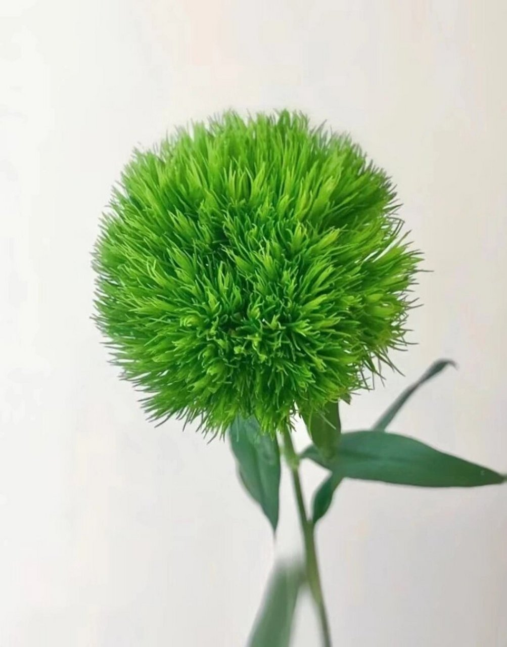 每天认识一种花063/绿石竹 76花材:绿石竹 76别称:绿毛球,石竹球