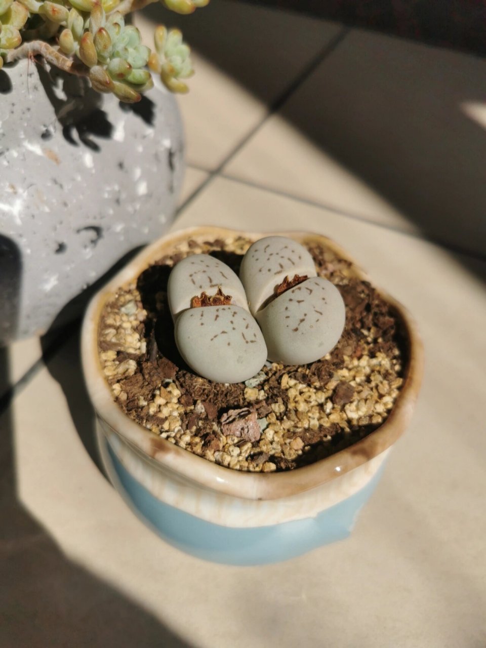 10生石花|灵耀玉 2021.11.