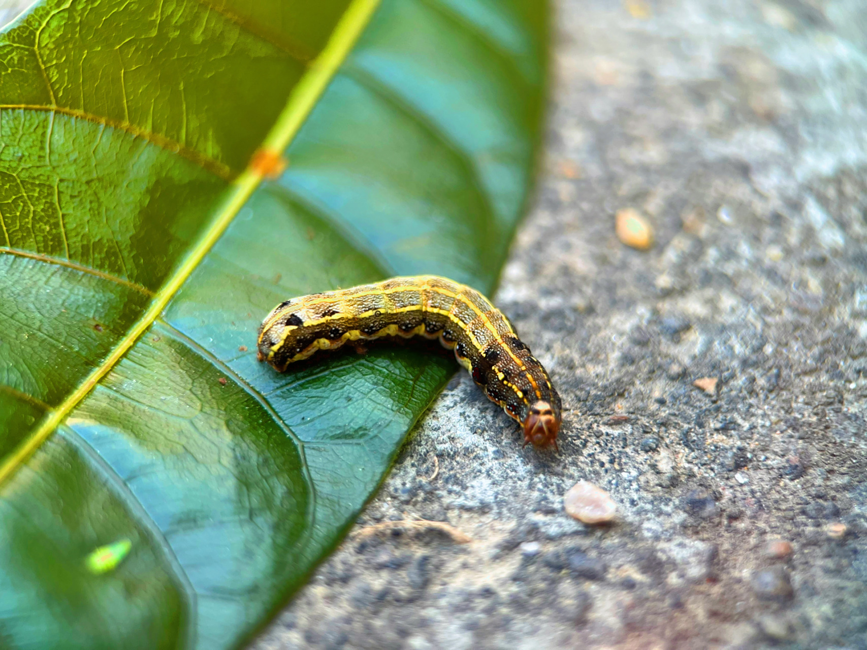 自然,昆虫小知识:斜纹夜蛾幼虫    斜纹夜蛾幼虫