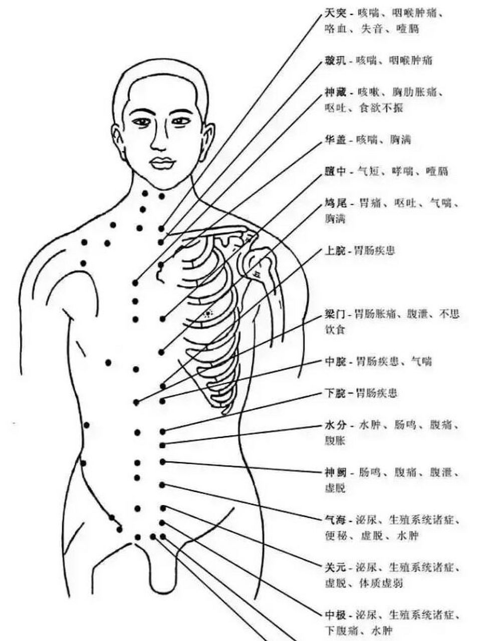 全身穴位图解:手臂,躯干,腿部  穴位的学名是腧穴,别名