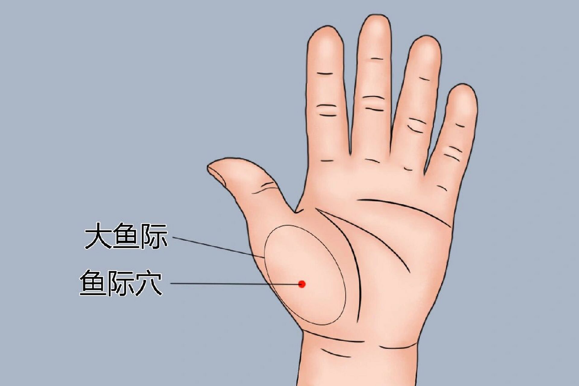 1,大鱼际位置 大鱼际起于手掌大拇指根部,止于掌跟的部位,上窄下宽
