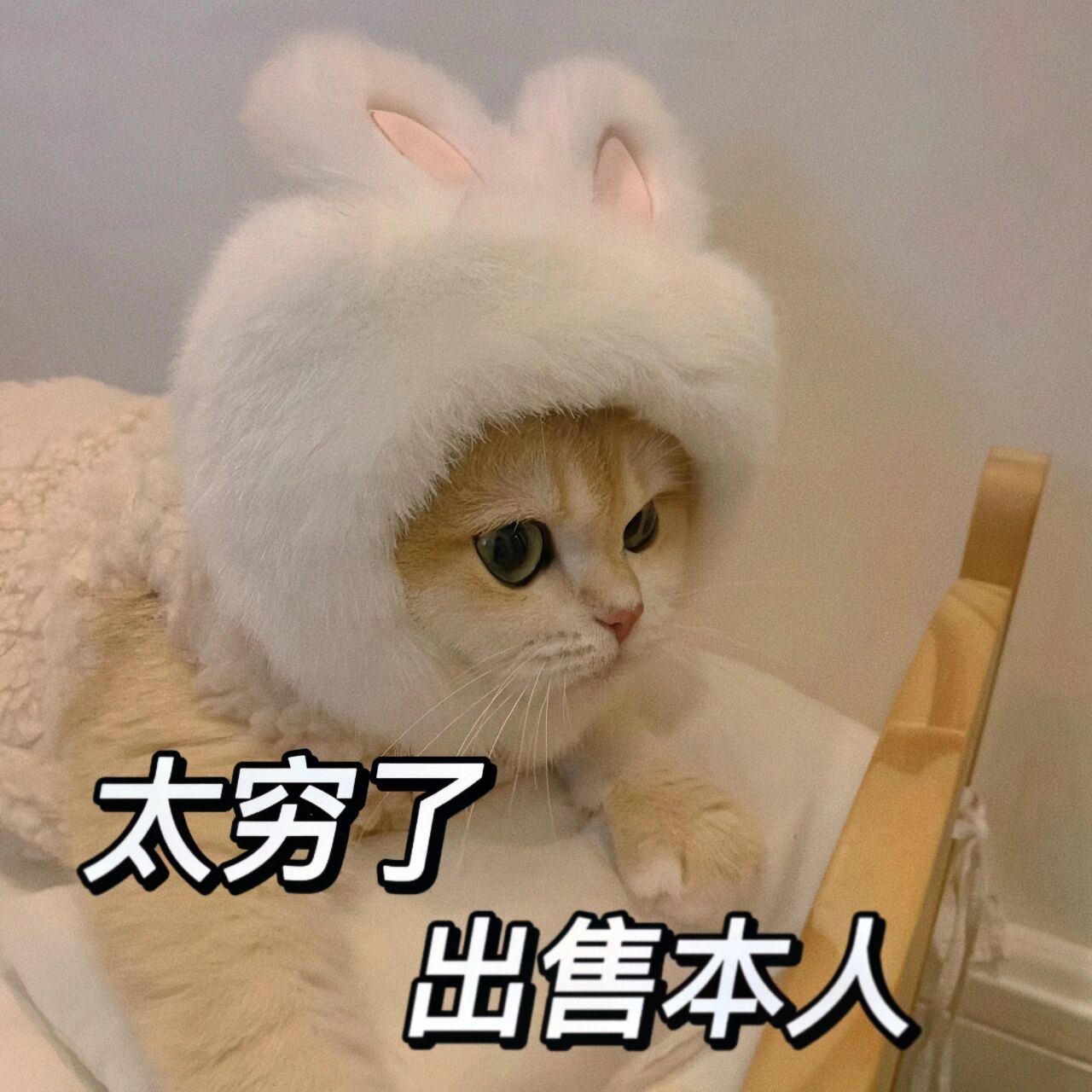 可爱猫咪出售本人表情包 太穷了,出售本人