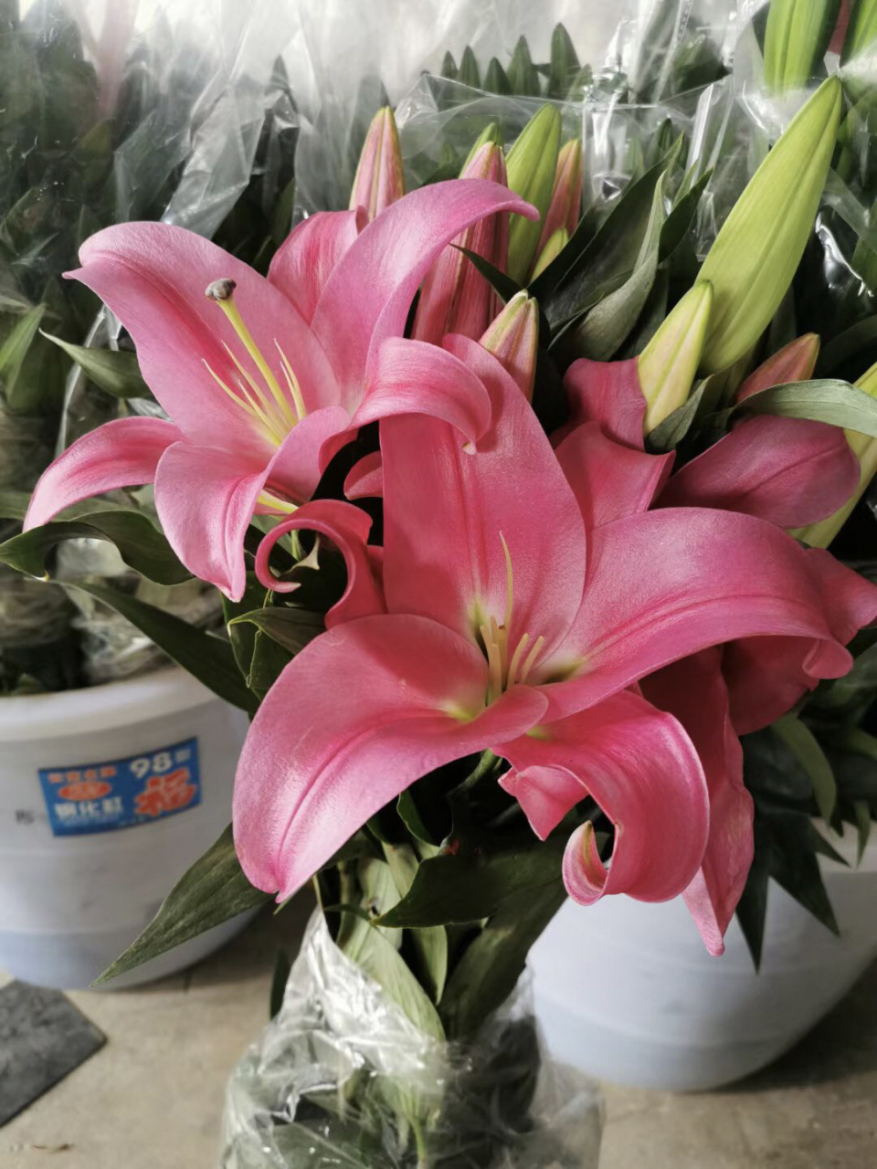 帕拉佐百合/帕拉左百合 这个是提前采好在库房养开的,颜色柔和很多.