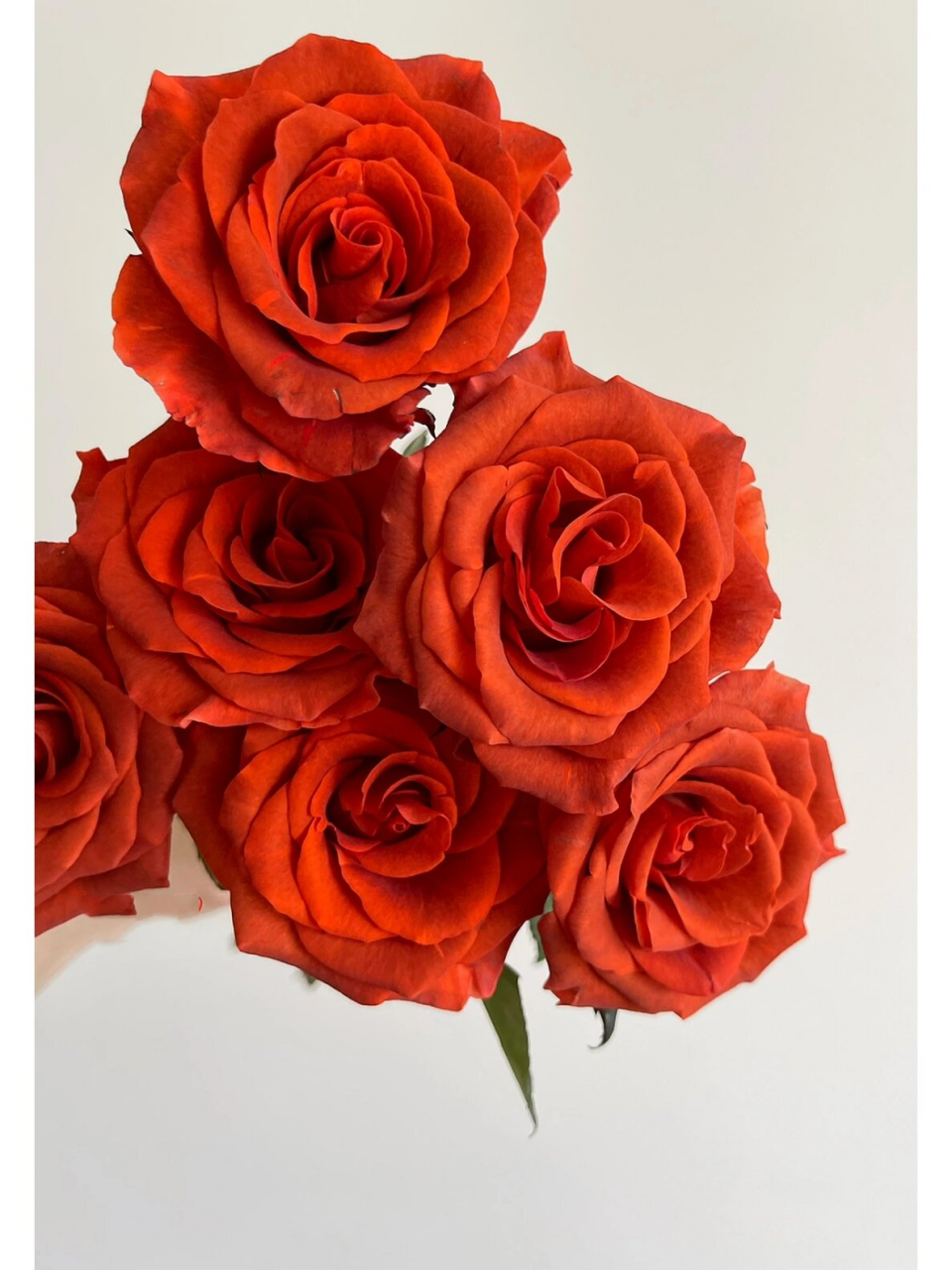 单头玫瑰 | 宏博阿玛雷托(杏仁酒) 去年的复古橘,今年正式命名了,是